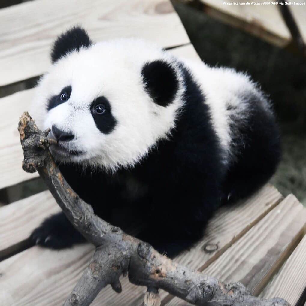ABC Newsさんのインスタグラム写真 - (ABC NewsInstagram)「An adorable baby panda is seen enjoying his indoor enclosure at the Ouwehands Zoo in Rhenen, Netherlands. #panda #netherlands」11月20日 1時56分 - abcnews