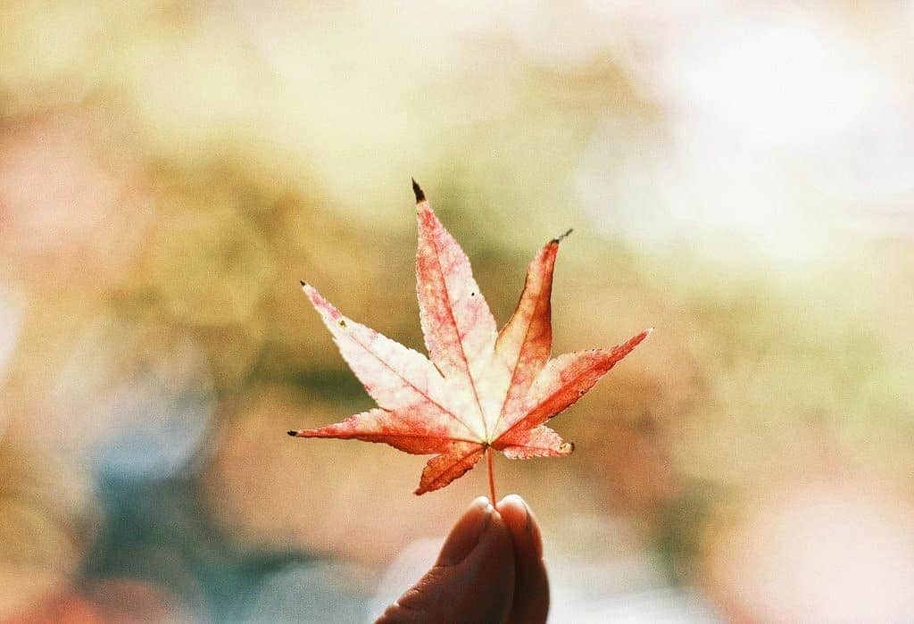 岩倉しおりさんのインスタグラム写真 - (岩倉しおりInstagram)「秋の色。 絵本のような優しい秋の色になった。」11月20日 1時57分 - iwakurashiori
