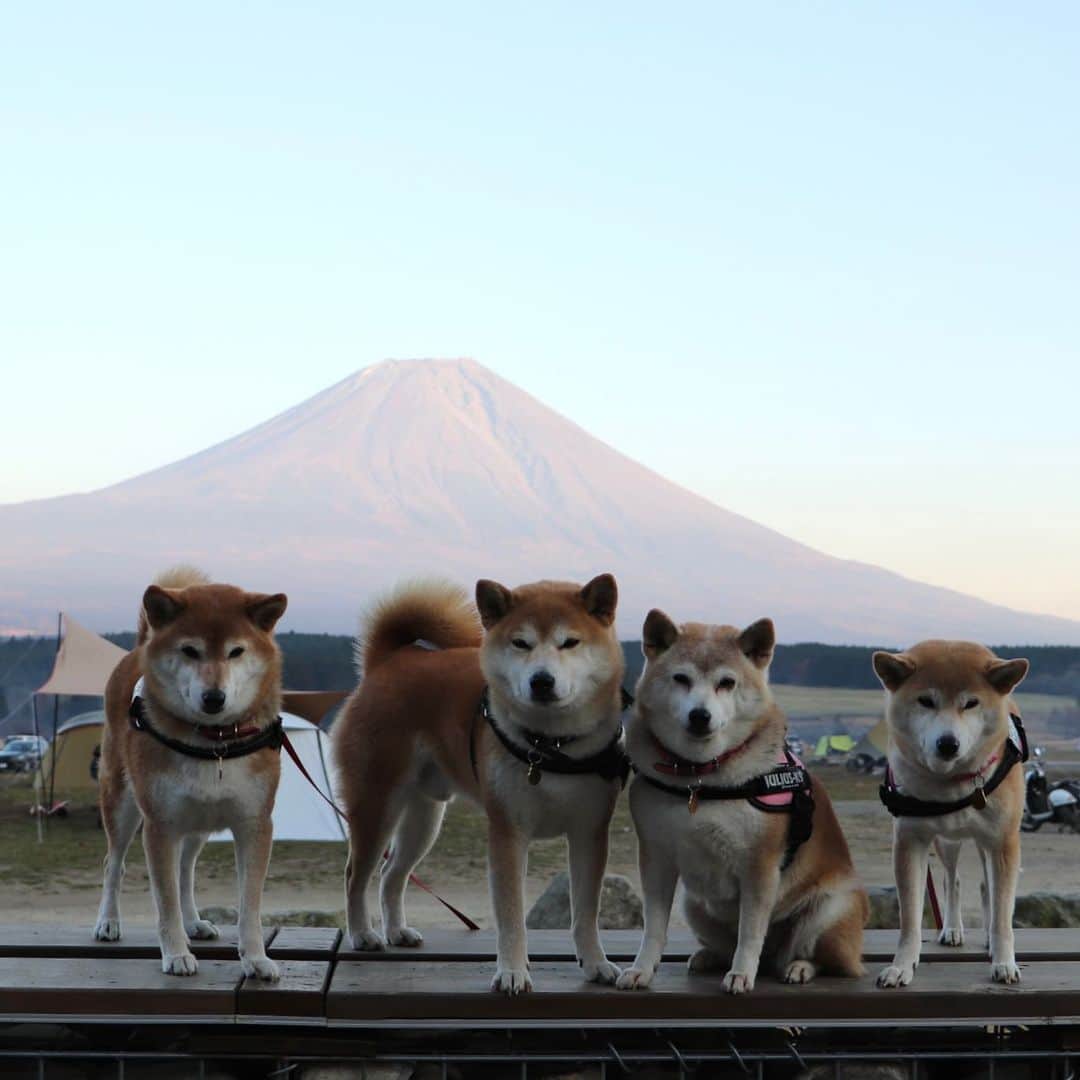 linnmamaさんのインスタグラム写真 - (linnmamaInstagram)「第4回犬連れキャンプ@ふもとっぱらキャンプ場1日目(11月17日火曜日)〜①雲ひとつない夕方の富士山と4柴たち〜この後すぐに雲に隠れてしまった気まぐれ富士山でした〜②池のほとりで〜風でさざなみが立って、富士山は水面に綺麗に映りませんでした😅〜4柴たちは見えるかな❓〜③ちょうどお昼にキャンプ場に着いたので、テント設営前に地元スーパーで買ってきたお寿司でランチ〜④テントからの眺め〜⑤夕ご飯は野菜たっぷりの胡麻豆乳鍋〜薪ストーブで調理します〜この解放感がたまらず、また同じキャンプ場に来てしまいました😍〜 ＊ ＊  柴犬凜ファミリー2021年カレンダー発売中🥰〜当Instagramのプロフィール欄のリンクから販売サイトに飛べます😍 ＊ ＊  #柴犬#dog#柴犬凜の勇気凜々everyday#shibastagram#ふもとっぱら #ふもとっぱらキャンプ場 #犬連れキャンプ#写活 #薪ストーブ」11月20日 2時00分 - linnmama