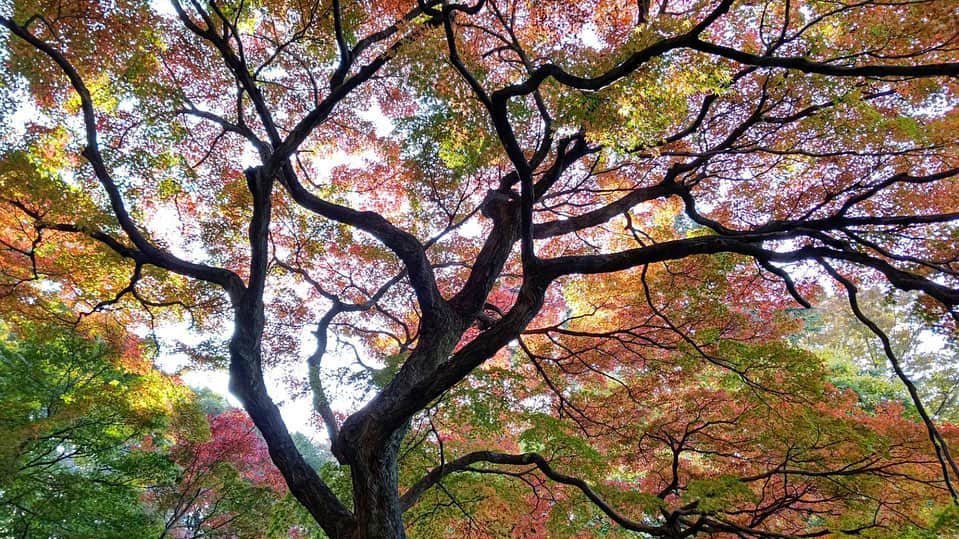 安奈淳さんのインスタグラム写真 - (安奈淳Instagram)「お天気が良かったので、近くの公園へ〜紅葉が素晴らしい❗️パリの郊外みたい〜  #秋晴れ #紅葉 #パリみたい #安奈淳」11月19日 17時35分 - annajun0729