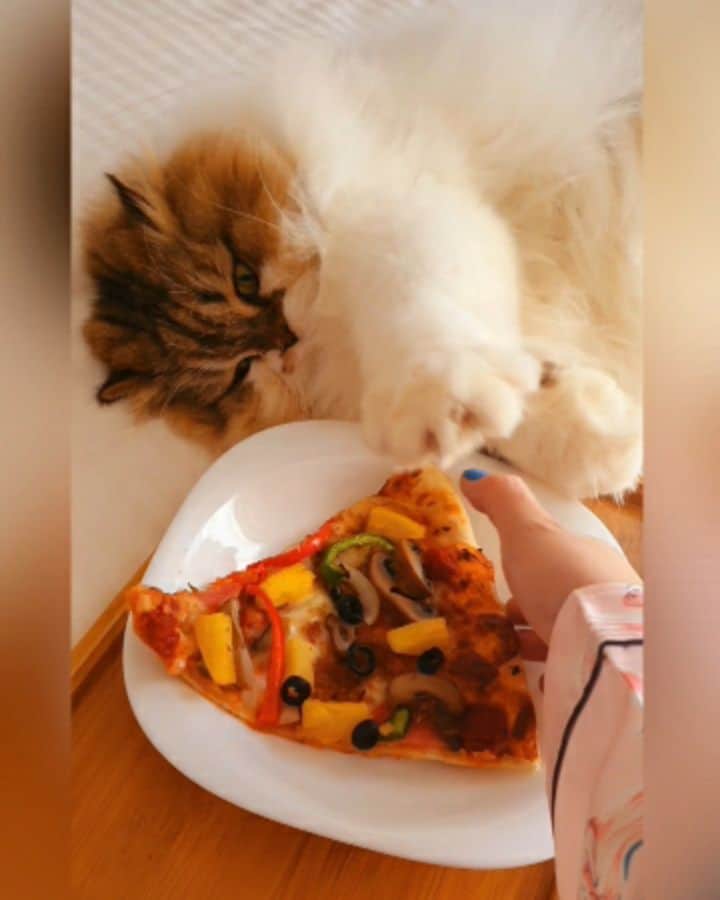 Kenshin & Chloeyのインスタグラム：「🍕😒 the #lastsliceofpizza is Mineee! 😡😅😜#catnotsharing#pizzacat#donttouchmypizza」