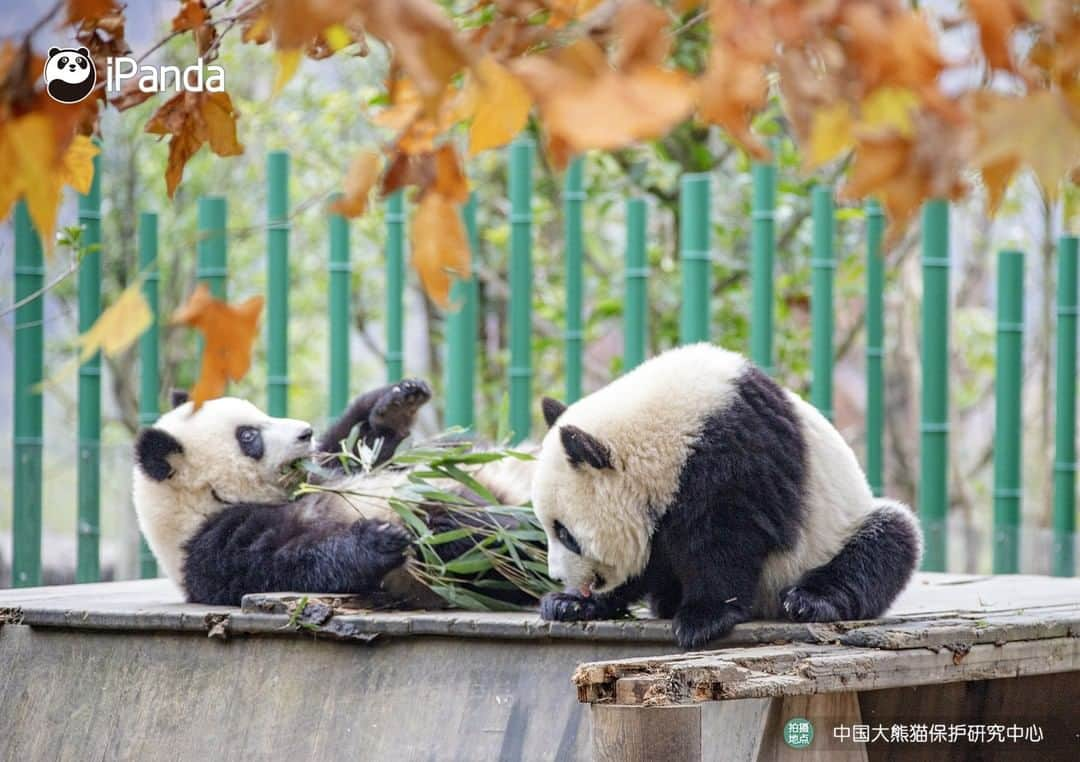 iPandaさんのインスタグラム写真 - (iPandaInstagram)「I’m curious about the best location to view the stunning scenery. Is it depends on the altitude or angle? 🐼 🐼 🐼 #Panda #iPanda #Cute #PandaPic #CCRCGP」11月19日 17時30分 - ipandachannel