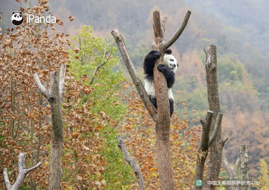 iPandaさんのインスタグラム写真 - (iPandaInstagram)「I’m curious about the best location to view the stunning scenery. Is it depends on the altitude or angle? 🐼 🐼 🐼 #Panda #iPanda #Cute #PandaPic #CCRCGP」11月19日 17時30分 - ipandachannel