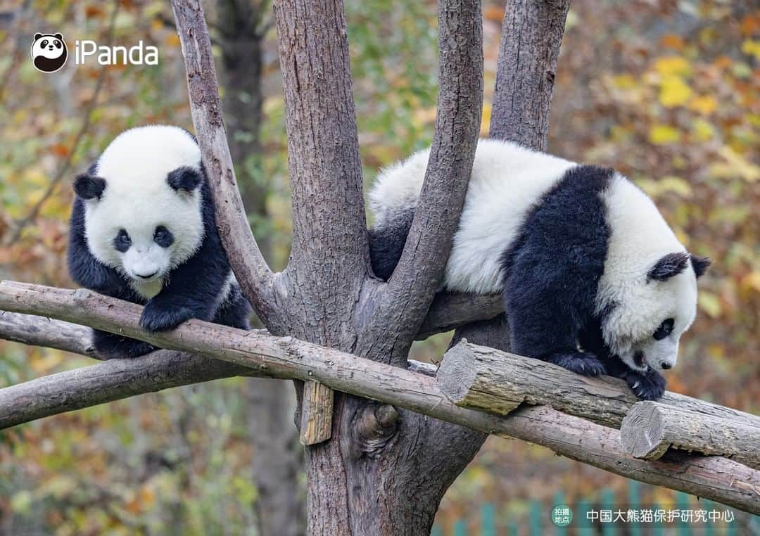 iPandaさんのインスタグラム写真 - (iPandaInstagram)「I’m curious about the best location to view the stunning scenery. Is it depends on the altitude or angle? 🐼 🐼 🐼 #Panda #iPanda #Cute #PandaPic #CCRCGP」11月19日 17時30分 - ipandachannel