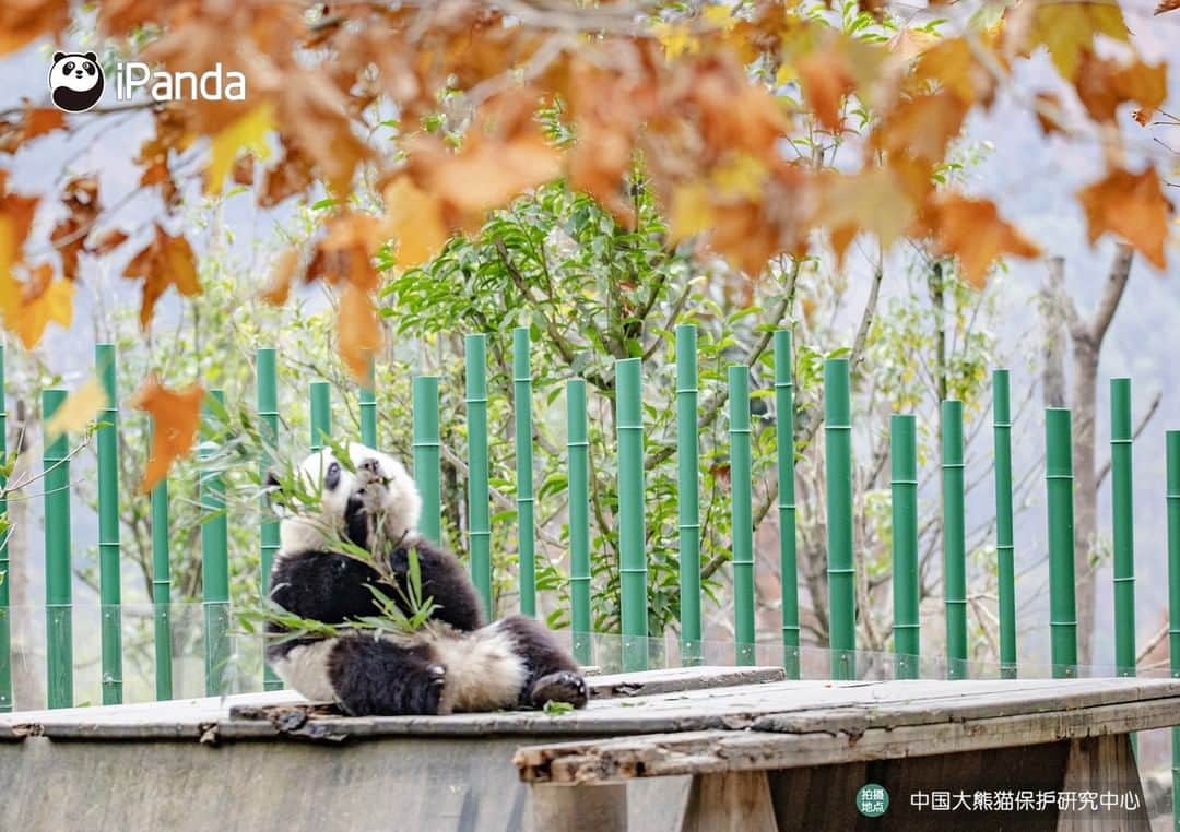 iPandaさんのインスタグラム写真 - (iPandaInstagram)「I’m curious about the best location to view the stunning scenery. Is it depends on the altitude or angle? 🐼 🐼 🐼 #Panda #iPanda #Cute #PandaPic #CCRCGP」11月19日 17時30分 - ipandachannel