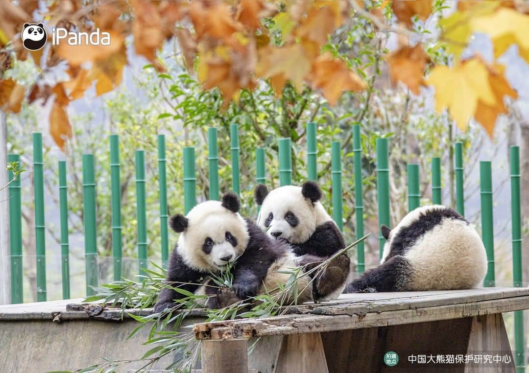 iPandaさんのインスタグラム写真 - (iPandaInstagram)「I’m curious about the best location to view the stunning scenery. Is it depends on the altitude or angle? 🐼 🐼 🐼 #Panda #iPanda #Cute #PandaPic #CCRCGP」11月19日 17時30分 - ipandachannel