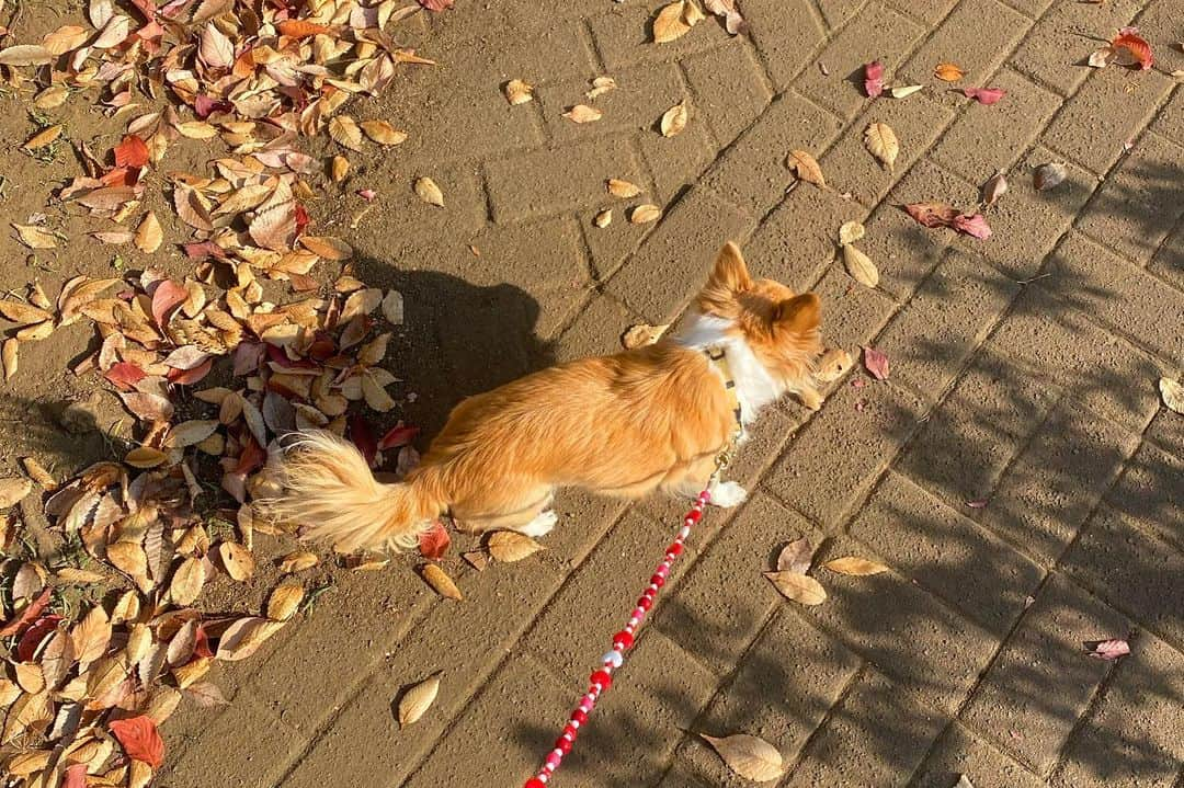 坂口由里香のインスタグラム：「My little princess 🐶💛 #ひめ #チワワ #chihuahua」