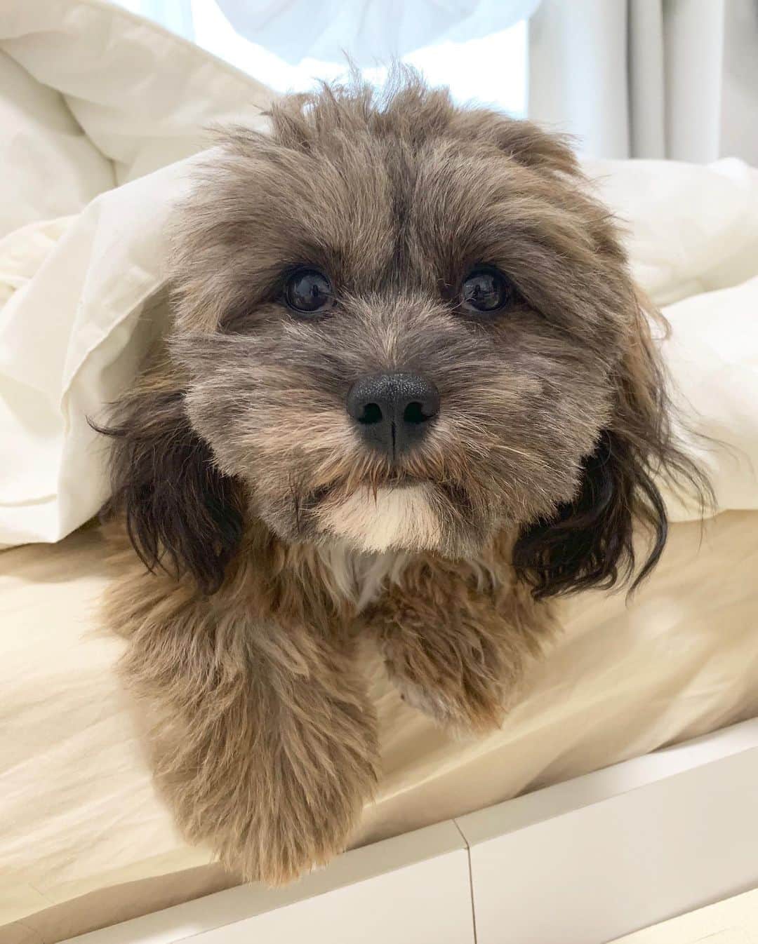 日岡なつみのインスタグラム：「珍しく布団にもぐってた🤫 2枚目「なに見てんのよ」  すみれ♀MIX犬(シーズー×トイプードル) #しゅみれぐらむ   #犬 #シープー #トイプードル #シーズー #ミックス犬 #いぬすたぐらむ🐶 #dog #dogstagram #instadog」