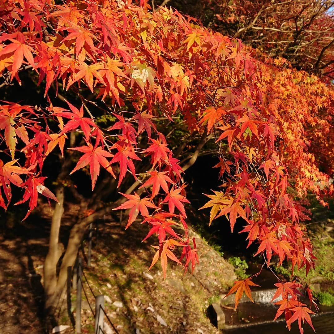 島貫凌さんのインスタグラム写真 - (島貫凌Instagram)「紅葉が本当に美しい時期ですね。  毎週見たくなってしまい、何ヵ所か行ったのですが…どこの紅葉かわかりますか？ 3枚ともわかった方には……！ 島貫が心のなかで拍手します(笑)  #紅葉 #愛知 #三重  #メーテレ #アナウンサー #島貫凌」11月19日 17時50分 - ryo_shimanuki_nbn_