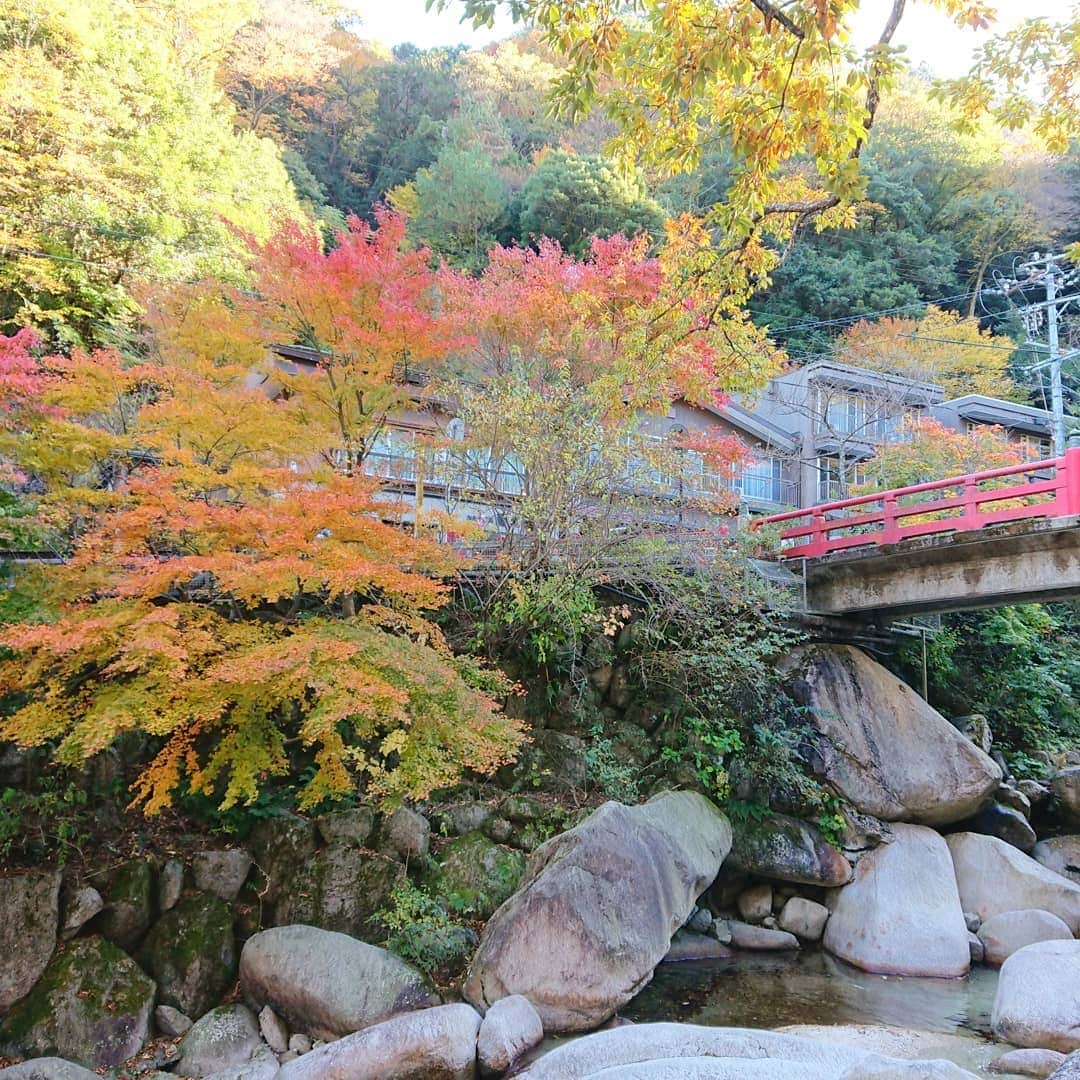 島貫凌さんのインスタグラム写真 - (島貫凌Instagram)「紅葉が本当に美しい時期ですね。  毎週見たくなってしまい、何ヵ所か行ったのですが…どこの紅葉かわかりますか？ 3枚ともわかった方には……！ 島貫が心のなかで拍手します(笑)  #紅葉 #愛知 #三重  #メーテレ #アナウンサー #島貫凌」11月19日 17時50分 - ryo_shimanuki_nbn_