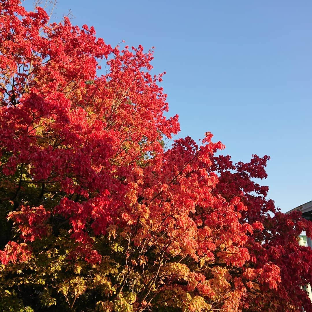 島貫凌さんのインスタグラム写真 - (島貫凌Instagram)「紅葉が本当に美しい時期ですね。  毎週見たくなってしまい、何ヵ所か行ったのですが…どこの紅葉かわかりますか？ 3枚ともわかった方には……！ 島貫が心のなかで拍手します(笑)  #紅葉 #愛知 #三重  #メーテレ #アナウンサー #島貫凌」11月19日 17時50分 - ryo_shimanuki_nbn_