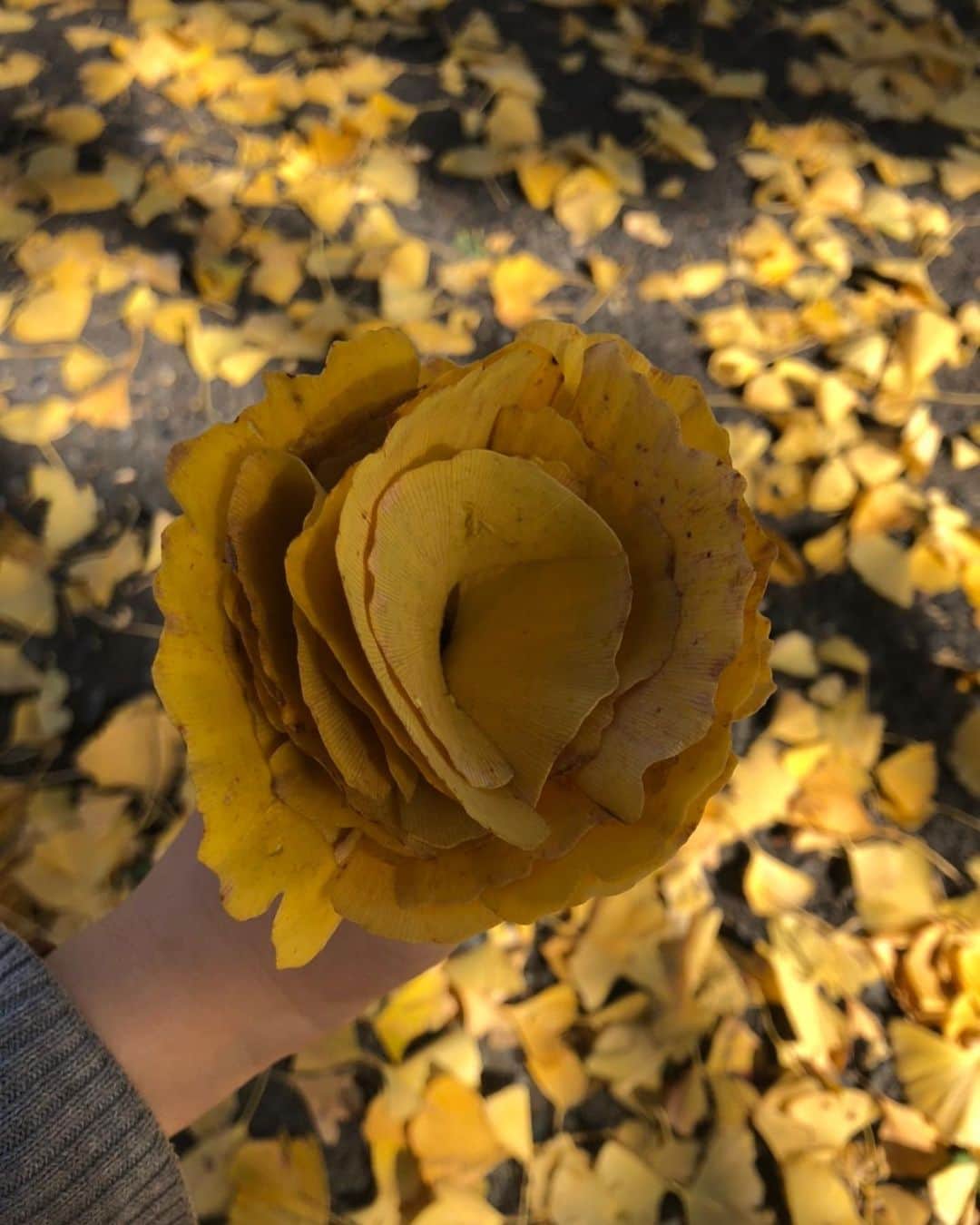 藤田愛理さんのインスタグラム写真 - (藤田愛理Instagram)「・ 今日はぽかぽか陽気だったから休み時間に友達といちょうを見に行きました😚✨ #いちょう #で #薔薇つくった」11月19日 18時00分 - airi_crownpop