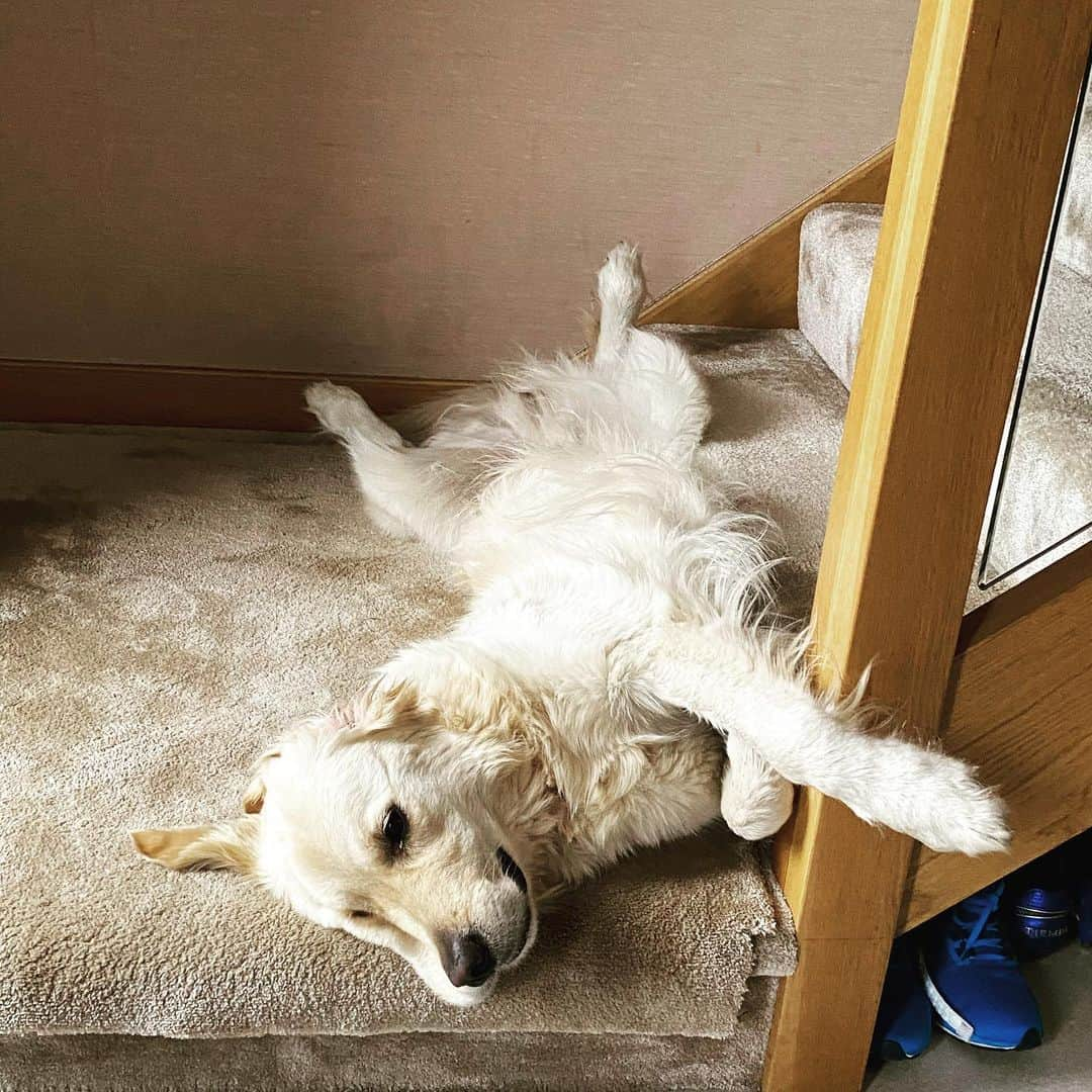 ペトル・チェフさんのインスタグラム写真 - (ペトル・チェフInstagram)「Morning mood ! 😃🐕」11月19日 18時10分 - petrcech