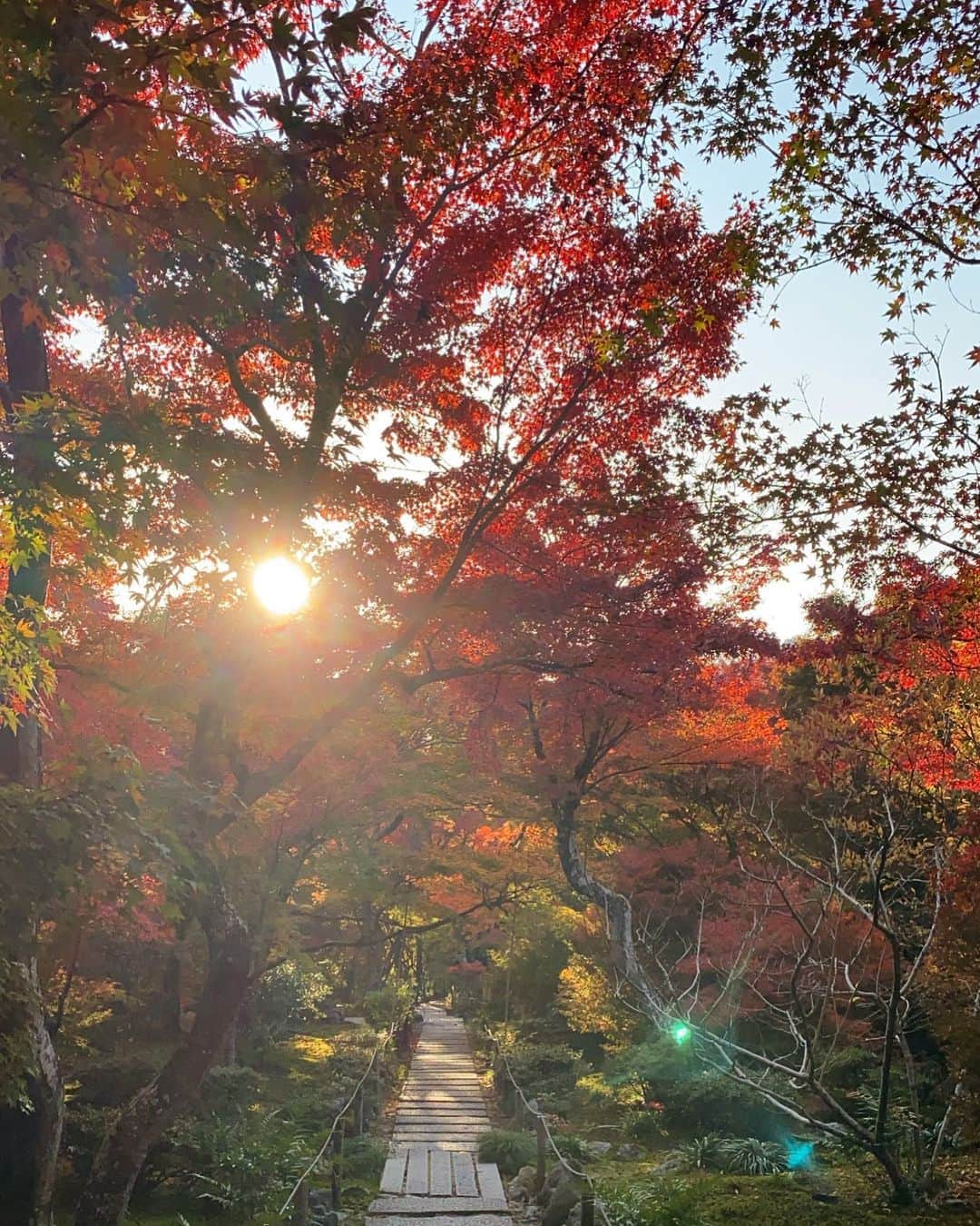 黒木理也さんのインスタグラム写真 - (黒木理也Instagram)「magic hour in kyoto 🍂紅葉の魔術」11月19日 18時13分 - masayakitsune
