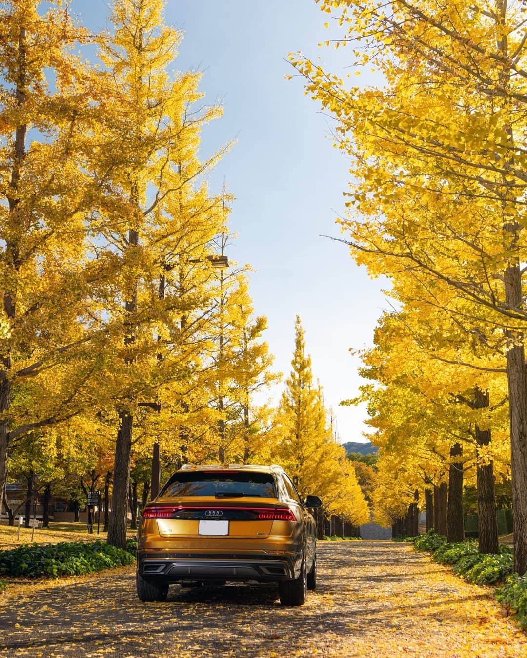 アウディ ジャパンさんのインスタグラム写真 - (アウディ ジャパンInstagram)「Audiが巡る秋の旅もいよいよ終着地点。 「秋」を映したかのようなドラゴンオレンジのAudi Q8が、満開の銀杏並木に到着しました。  #Audi #AudiQ8 #アウディQ8 #Audijapan #アウディ #carwithoutlimits #carsofinstagram #Audiworld #Audigenic #車好きな人と繋がりたい #銀杏 #あづま総合運動公園 #秋 #Autumn #秋の空 #秋の風景 #ドライブ」11月19日 18時30分 - audijapan