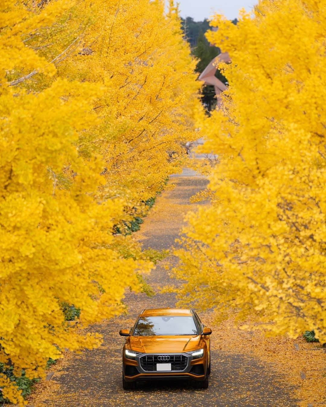 アウディ ジャパンさんのインスタグラム写真 - (アウディ ジャパンInstagram)「Audiが巡る秋の旅もいよいよ終着地点。 「秋」を映したかのようなドラゴンオレンジのAudi Q8が、満開の銀杏並木に到着しました。  #Audi #AudiQ8 #アウディQ8 #Audijapan #アウディ #carwithoutlimits #carsofinstagram #Audiworld #Audigenic #車好きな人と繋がりたい #銀杏 #あづま総合運動公園 #秋 #Autumn #秋の空 #秋の風景 #ドライブ」11月19日 18時30分 - audijapan