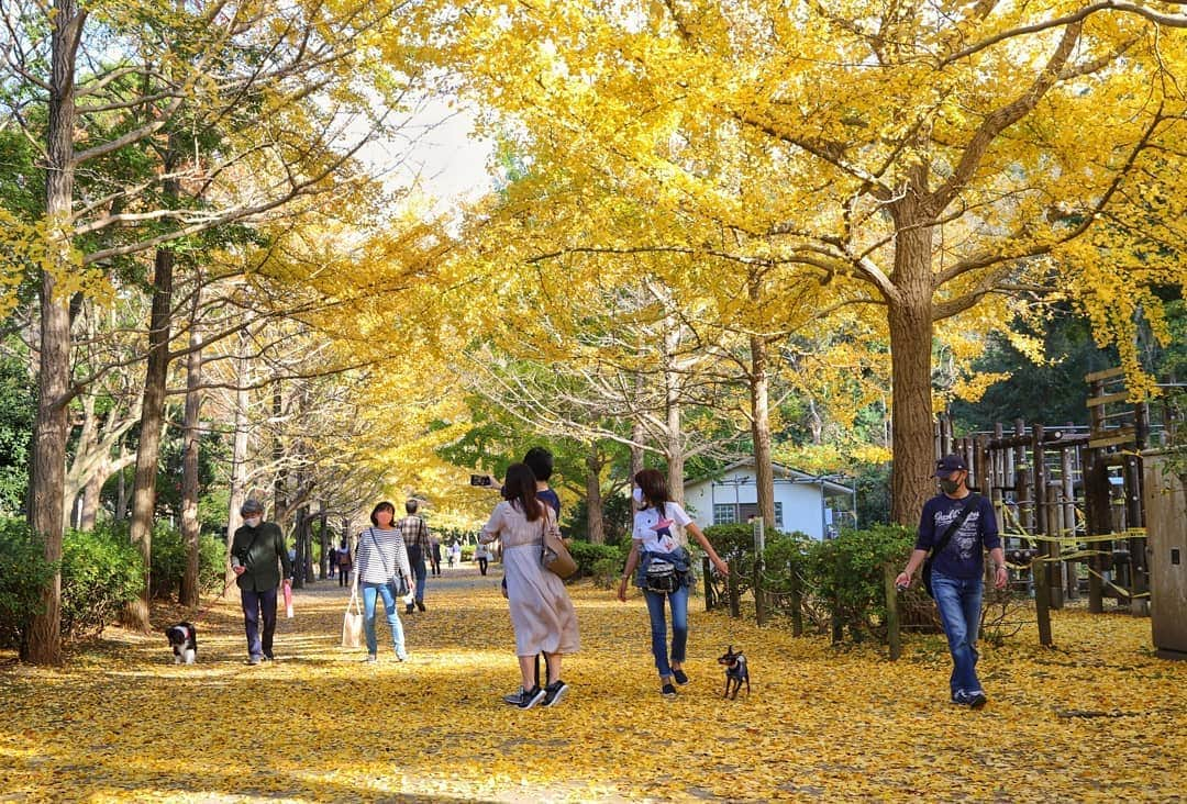 葉山町のインスタグラム：「- 宝物みたいに輝いてるね  #葉山歩き  #葉山 #hayama #南郷上ノ山公園 #公園 #イチョウ #nangokaminoyamapark #park #japantrip #黄金色 がまぶしい#いちょう並木 #黄色い絨毯 踏みしめて #おさんぽ しよう #三密避けて #リモートトリップ を楽しんでね #週末 まで見頃が続きますように！ #今日もおつかれさまでした」