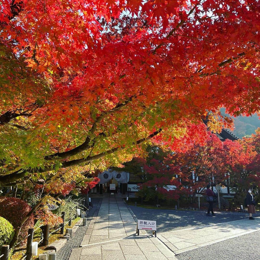 井上ヨシマサさんのインスタグラム写真 - (井上ヨシマサInstagram)「京都　2020 #kyoto  #autumn  #autumnleaves #autumncolors  #color  #colorful #temple #japan #photography #photo」11月19日 18時34分 - yoshimasa444inoue