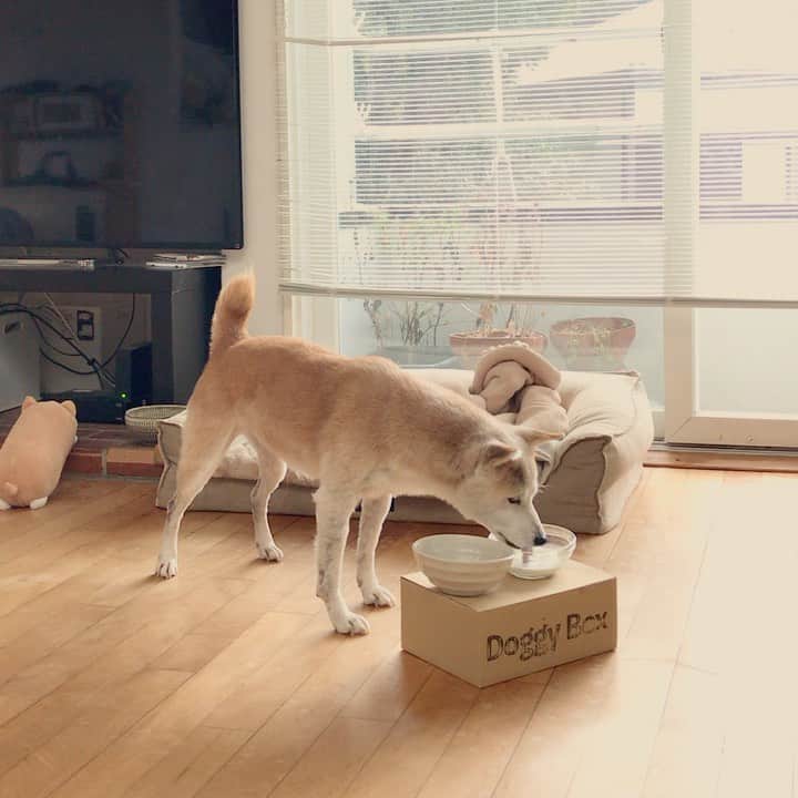 柴犬リリコのインスタグラム：「朝のオメガ3ミルク🥛継続中🐶痛々しかった皮膚も換毛が終わった途端一気に良くなり、モフ毛が日に日に増えております✨」