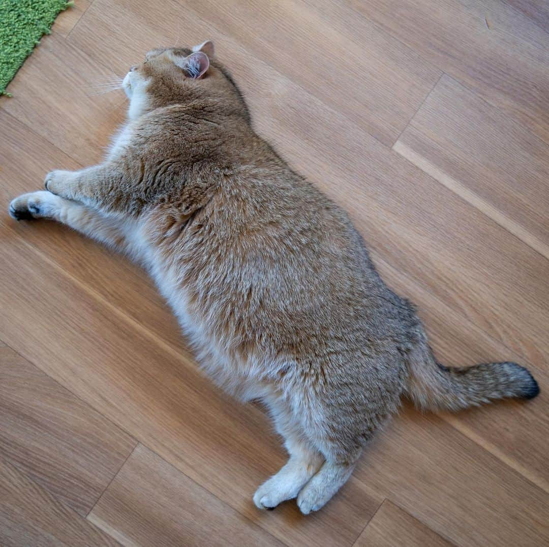 Hosicoさんのインスタグラム写真 - (HosicoInstagram)「Puma after self-isolation 😹」11月19日 18時43分 - hosico_cat