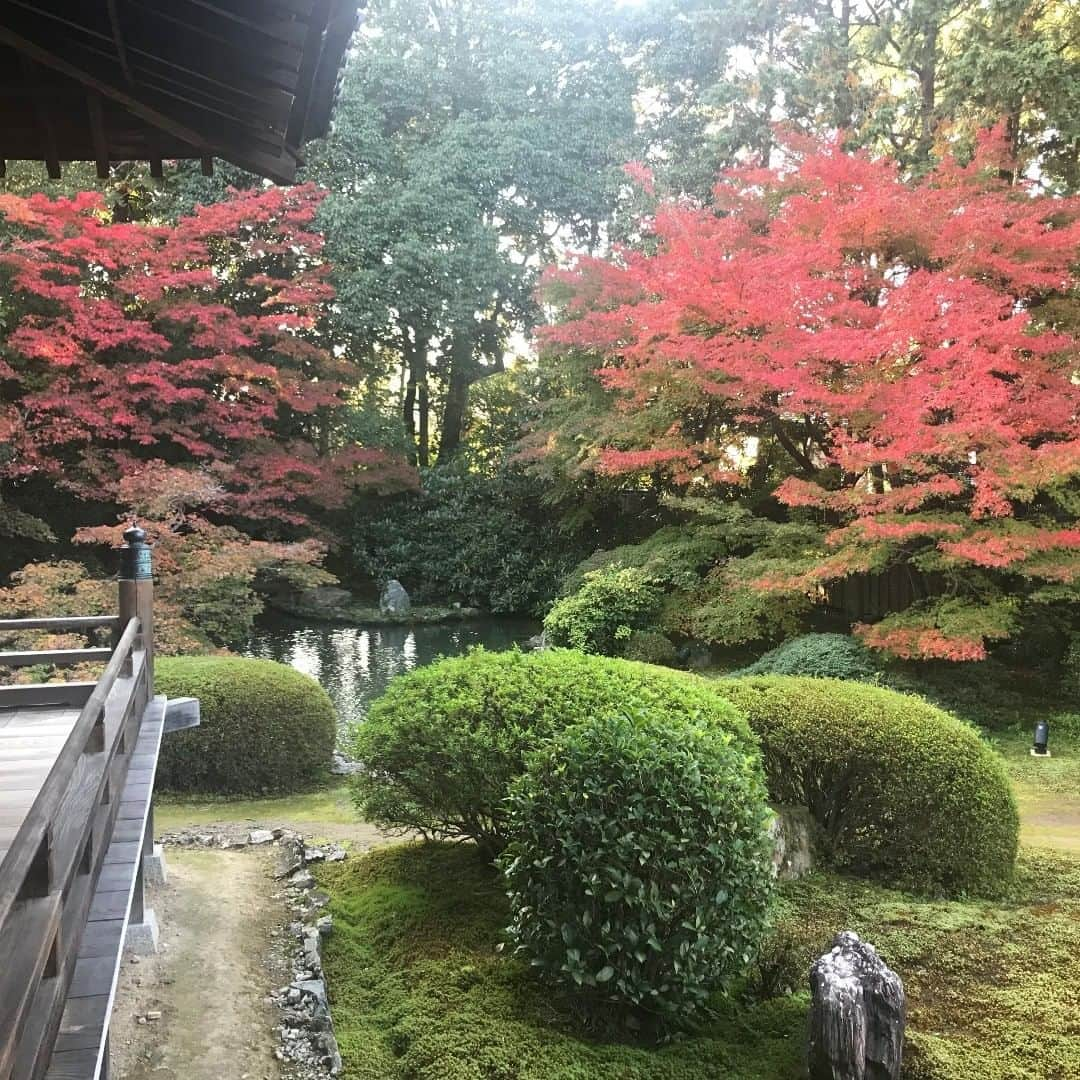 City of Kyoto Official Accountのインスタグラム：「隋心院の紅葉（2020年11月17日撮影） Autumn leaves - Zuishin-in Temple (Photo taken  November 17, 2020)  ◆紅葉だより https://ja.kyoto.travel/flower/momiji/  ◆Kyoto Autumn Leaves Calendar 2020 https://kyoto.travel/en/autumnleaves/index.html  #visitkyoto #autumninkyoto #fallfoliage #maple #maplemania #mapleleaf #autumnleaves #kyototravel #autumn #feelkyoto #feeljapan #kyotogenic #art_of_japan #japan_of_insta #loves_united_kyoto #kyototravel#japantrip #kyototrip #ig_kyoto #kyoto_style」