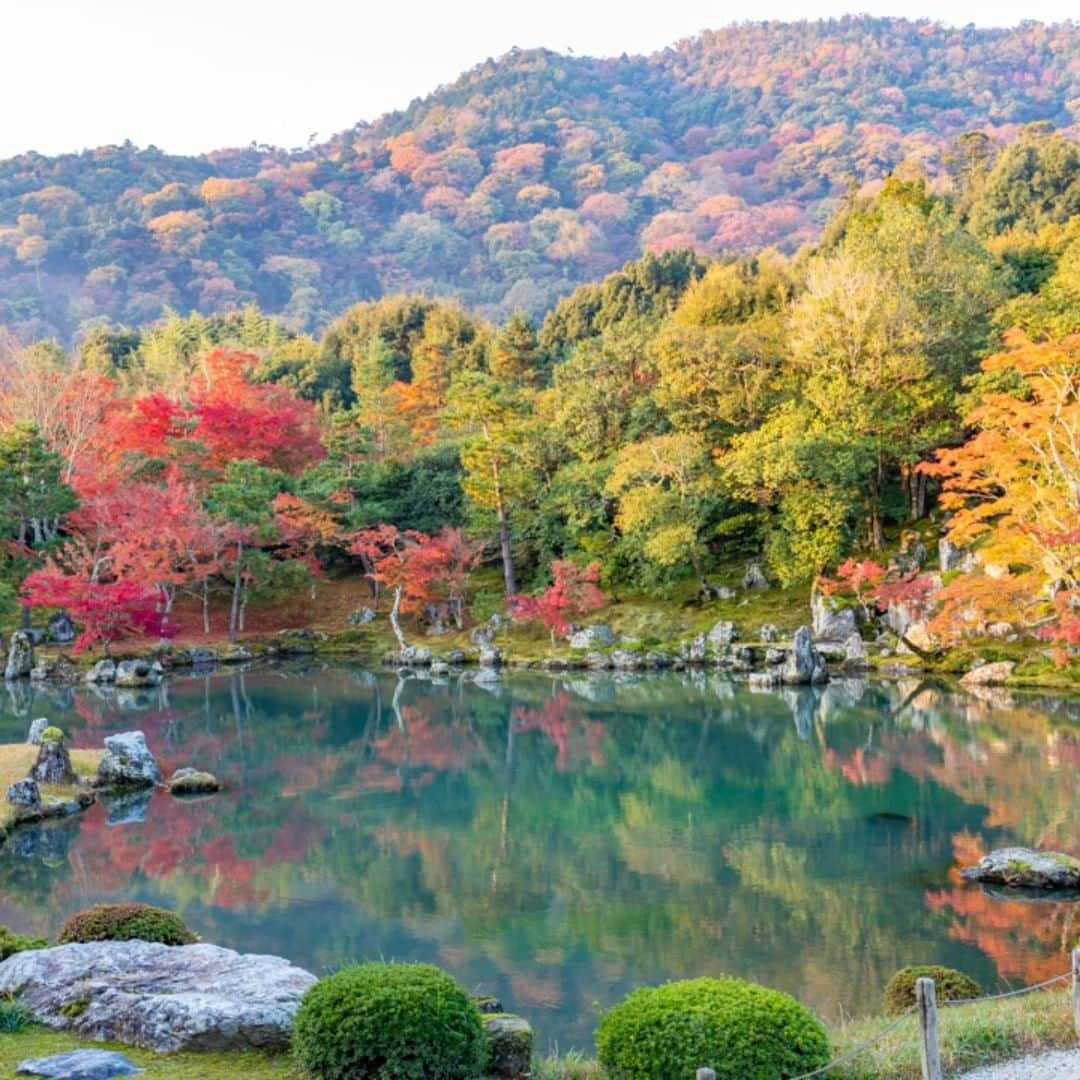 City of Kyoto Official Accountのインスタグラム：「天龍寺の紅葉（2020年11月17日撮影） Autumn leaves - Tenryu-ji Temple (Photo taken  November 17, 2020)  ◆紅葉だより https://ja.kyoto.travel/flower/momiji/  ◆Kyoto Autumn Leaves Calendar 2020 https://kyoto.travel/en/autumnleaves/index.html  #visitkyoto #autumninkyoto #fallfoliage #maple #maplemania #mapleleaf #autumnleaves #kyototravel #autumn #feelkyoto #feeljapan #kyotogenic #art_of_japan #japan_of_insta #loves_united_kyoto #kyototravel#japantrip #kyototrip #ig_kyoto #kyoto_style」