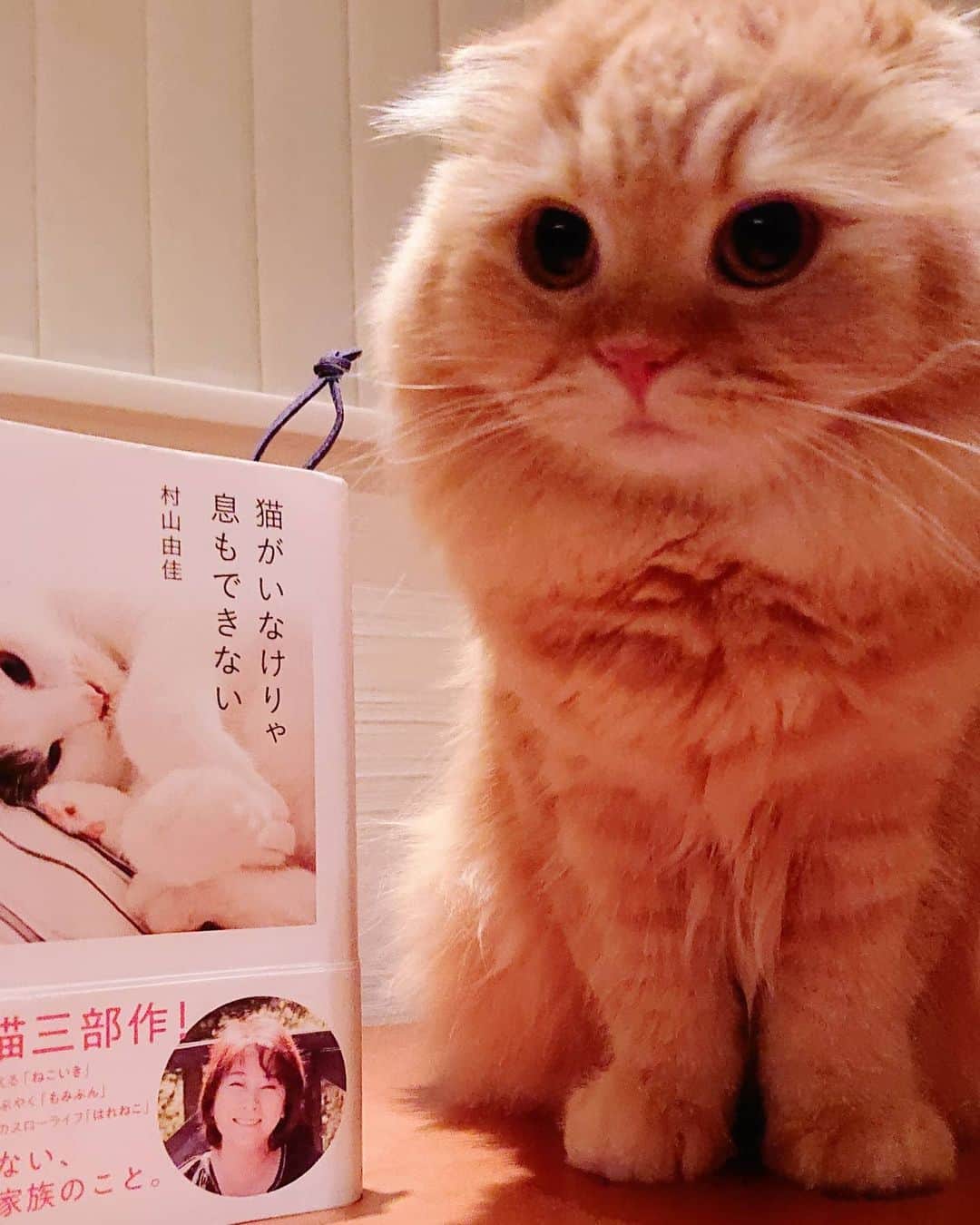 猫山田 Ａ. きなこさんのインスタグラム写真 - (猫山田 Ａ. きなこInstagram)「🐾 旅する本 🐾 『猫がいなけりゃ息もできない』  @sora150520 さんの元を出発して ＠mi.kanon.kai.ai.ula さん @tomokoppe2002 さん @gangneko さん @j_p_m_a_c_ さん @c_ta.teto さん 素敵な方のところを旅して私の元へ届きました  クスッとしたり ホッコリしたり どーしようもなく胸が熱くなって ただただ涙が止まらなくなったり… にゃんずとのなんでもない一日一日を 大切にしたくなる本でした  この本は旅をする本です 作家さんの愛猫もみじちゃん 次はどこを旅するのかな？ もみじちゃんの旅先になりたい方は ＤＭ下さい🍁  写真は大号泣している私を コロリンコで逆さから覗くきなこです 泣きながら笑いました😂💕  #村山由佳  #猫がいなけりゃ息もできない  #旅する本 #ママしゃん大号泣 #猫山田家諸君たのしい日々をありがとう」11月19日 18時54分 - 20160121kinako