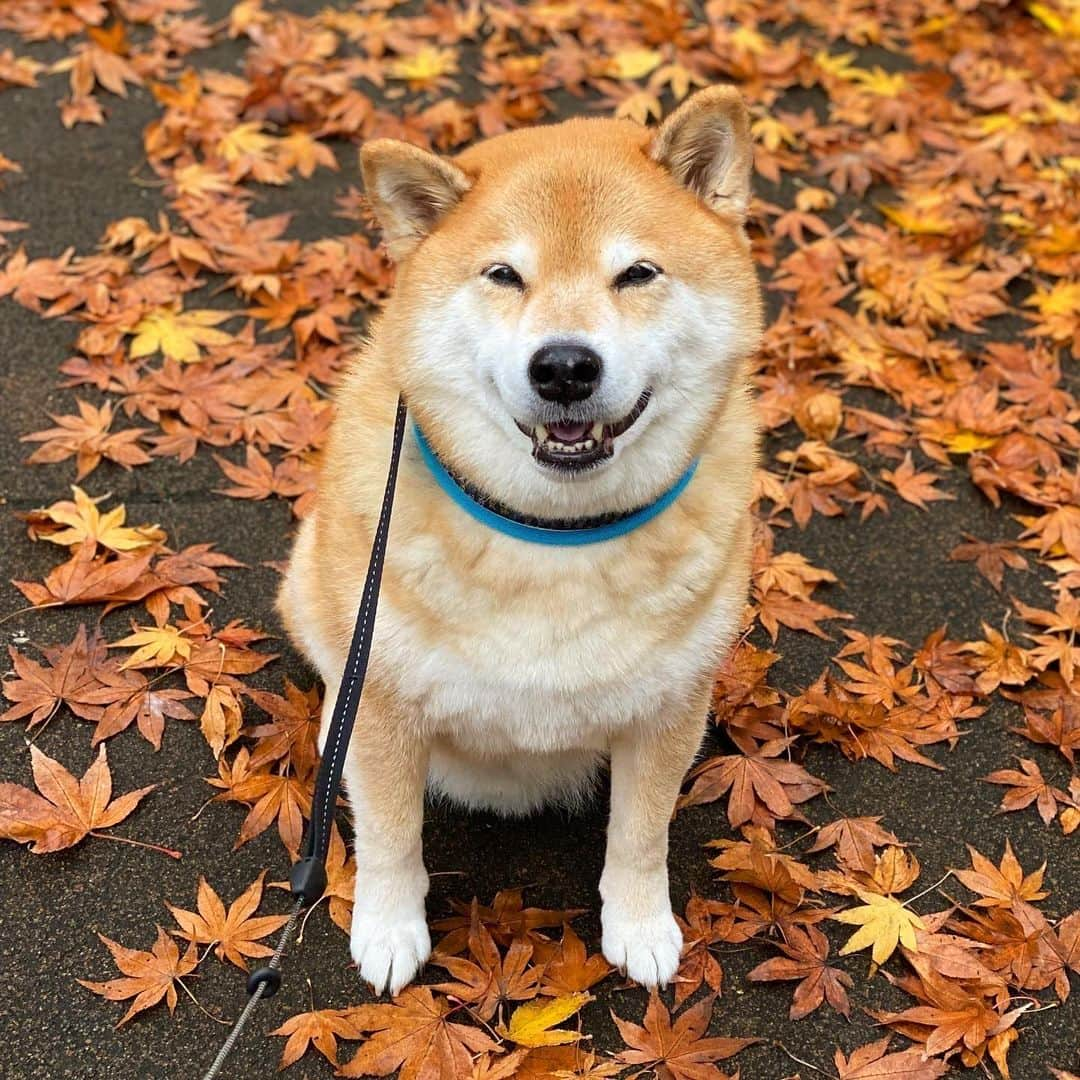 まる（まるたろう）さんのインスタグラム写真 - (まる（まるたろう）Instagram)「There are some fallen leaves here and there.✨🐶🍂✨落ち葉がいっぱい落ちてた〜 #落ちてるから落ち葉だよって #ツッコミはいらないよ☺️ #そりゃそうだよね #落ちない落ち葉はない #名言っぽく普通のことを言う」11月19日 19時02分 - marutaro