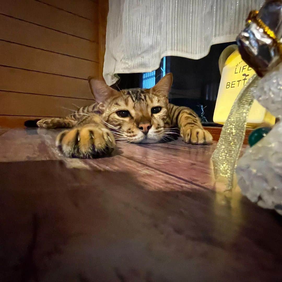 SKYtomoさんのインスタグラム写真 - (SKYtomoInstagram)「ドルさんぺったんこすぎw 　 #ネコ #ねこ #猫 #cats #自作キャットタワー #ベンガル猫 #子猫 #ベンガルキャット #サーバルキャット #キャットタワー #沖縄猫」11月19日 18時55分 - skytomo