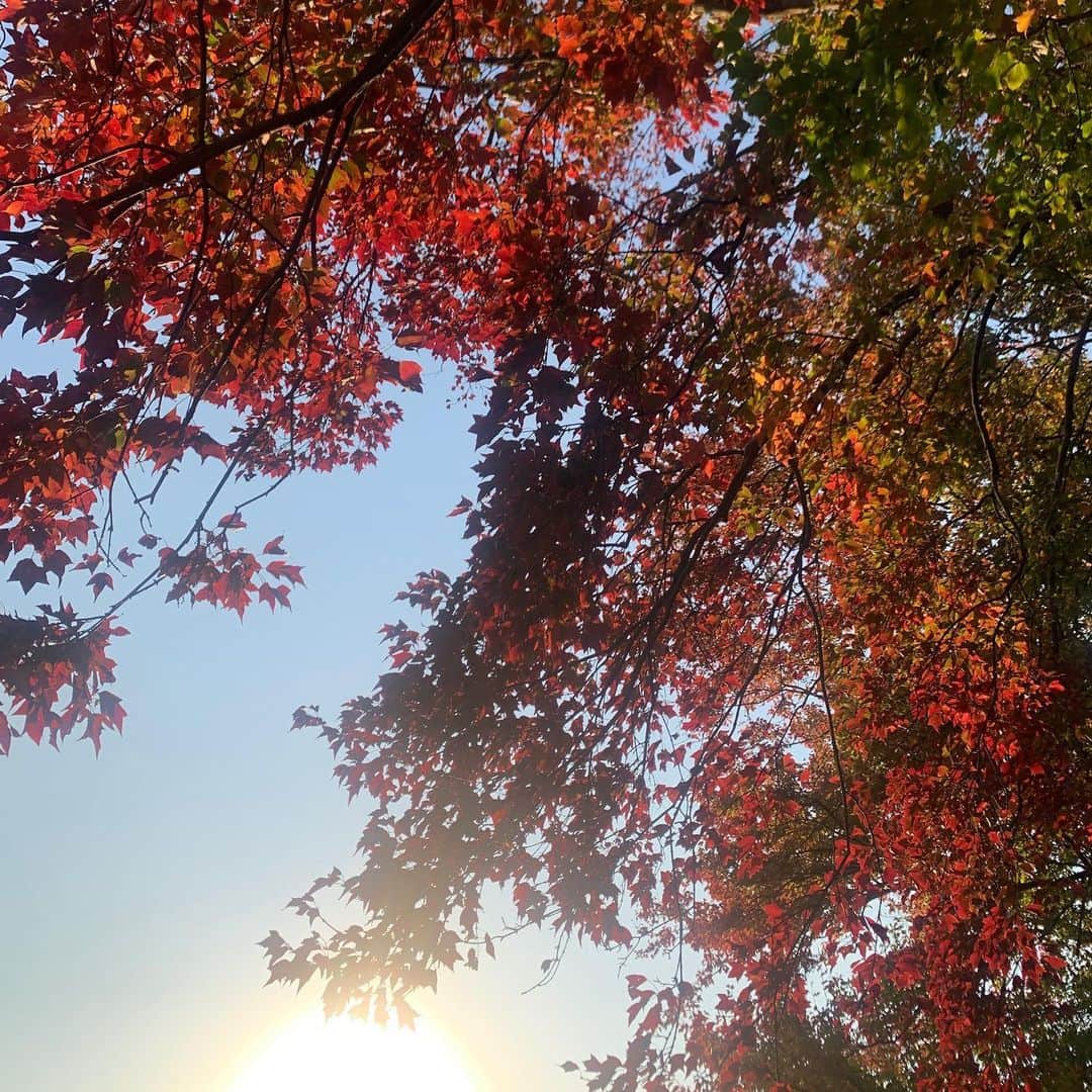 AYUMIさんのインスタグラム写真 - (AYUMIInstagram)「今日はポカポカ陽気☀️ 優しい光と植物の色、紅葉に癒されます アウターもニットも必要ないくらいで @joshuaelliscashmere のカシミア ストールをまいて☺️  去年から使っていた @pdst.jp の マニラグレース @manilagraceofficial  のバッグがとても使いやすかったので 今季は色違いでひと回り小さいサイズを！ これもとっても使えます〜✨ 見た目よりもかなりの収納力で ショルダーになるポーチも ついていて便利バッグです  トップス… #KIN 　　　　　#oshimarei  ストール… #joshuaelliscashmere   　　　　　#joshuaellis  デニム… #ANATOMIKA   #adametrope  バッグ… #マニラグレース 　　　　#パサージュドゥストックマン   #ポカポカ陽気☀️ #小春日和 #今日という日にも感謝して」11月19日 19時00分 - ayumiayunco