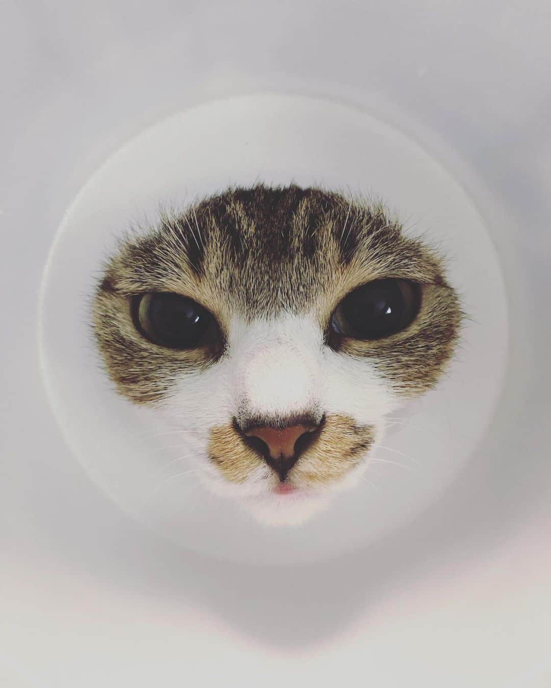 juntowaのインスタグラム：「カップ麺エリザベスカラーを作ろうとしたらミスったよ。#エリザベスカラー#失敗#避妊手術」