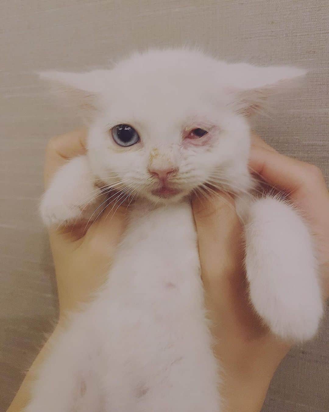 ダレノガレ明美さんのインスタグラム写真 - (ダレノガレ明美Instagram)「私のかわいヨーダ似のメイちゃん❤️ ソラくんにも立ち向かいます🤣 ＊最近メイちゃんの写真ばかりですみません🥺 かわいくて😳  #保護猫 #白猫 #可愛い #お姫様」11月19日 19時20分 - darenogare.akemi