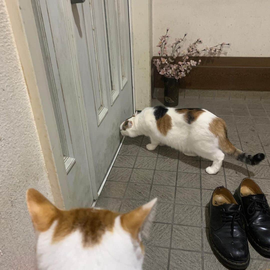 Kachimo Yoshimatsuさんのインスタグラム写真 - (Kachimo YoshimatsuInstagram)「ミケ子が何かを感じてる。 外に誰か（猫？）居るのか？ #うちの猫ら #猫 #mikeko #oinari #ねこ #cat #ネコ #catstagram #ネコ部 http://kachimo.exblog.jp」11月19日 19時15分 - kachimo