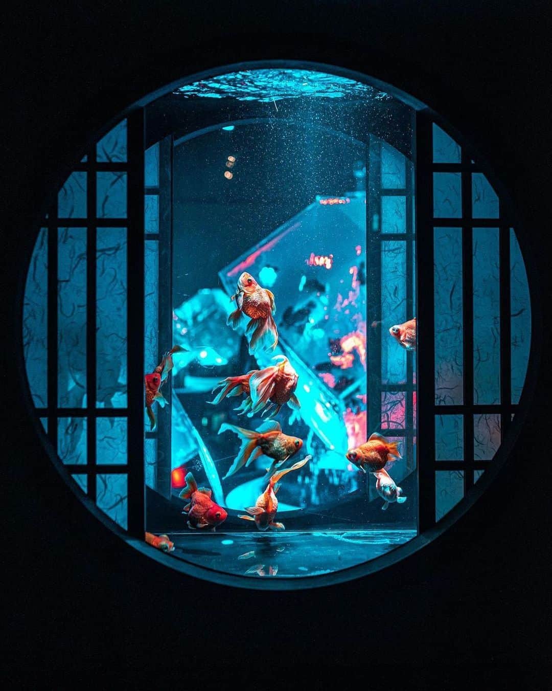 Promoting Tokyo Culture都庁文化振興部さんのインスタグラム写真 - (Promoting Tokyo Culture都庁文化振興部Instagram)「Since this year, "Art Aquarium" has become a permanent fixture in Nihombashi ✨ It's where art comes alive as the elegant appearance of the goldfish is drawn out by lighting design and Japanese aesthetic. - 2020年から常設で楽しめるようになった「アートアクアリウム」✨ 照明や水槽のデザインによって引出される、優雅な金魚の姿に癒されますね。  #tokyoartsandculture 📸: @joseph_camera17」11月19日 19時29分 - tokyoartsandculture