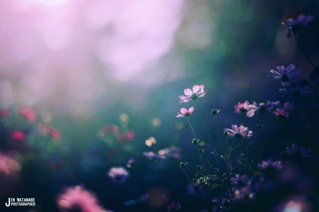 花の写真館のインスタグラム：「Photo by 渡部 仁.⠀ .⠀ Original Post[投稿いただいたURL]⠀ https://www.facebook.com/photo.php?fbid=4654389337968419⠀ .⠀ 本アカウントは、 #私の花の写真 をつけてInstagramに投稿された皆さまの花の写真や、「花の写真館」Facebookページで投稿された花の写真を紹介します。⠀ 「花の写真館」Facebookページは、「 @floral.photograph 」のプロフィールにあるURLからご覧ください。⠀ .⠀ ※各自、政府、自治体など公的機関の指示に従った行動をお願いします。⠀⠀ 東京カメラ部および分室では、写真を「見る楽しみ」を提供することを通して、微力ながら皆様にわずかな時間でも癒しをお届けしたいと思っております。⠀ ※本アカウントは東京カメラ部がFacebook、Instagramのサービスを利用して運営しているもので、Facebook社・Instagramとは一切関係ありません。⠀ .⠀ #花の写真館 #floralphotograph #floralphoto #flower #flowers⠀ Follow: @floral.photograph」