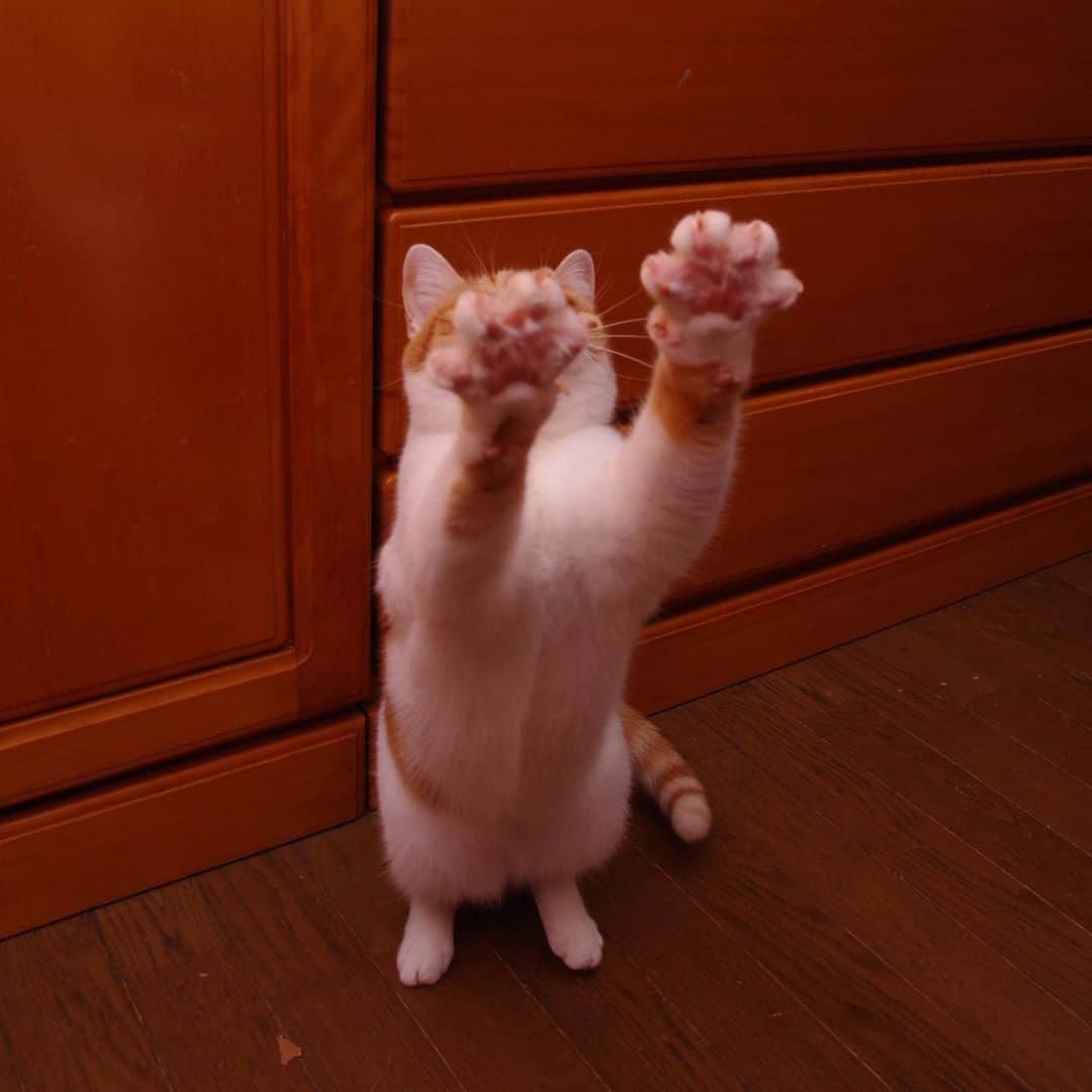 Kachimo Yoshimatsuさんのインスタグラム写真 - (Kachimo YoshimatsuInstagram)「レシーブ！ トス！ ブロック！ アタック！ #うちの猫ら #oinari #猫 #ねこ #cat #ネコ #catstagram #ネコ部 http://kachimo.exblog.jp」11月19日 19時31分 - kachimo