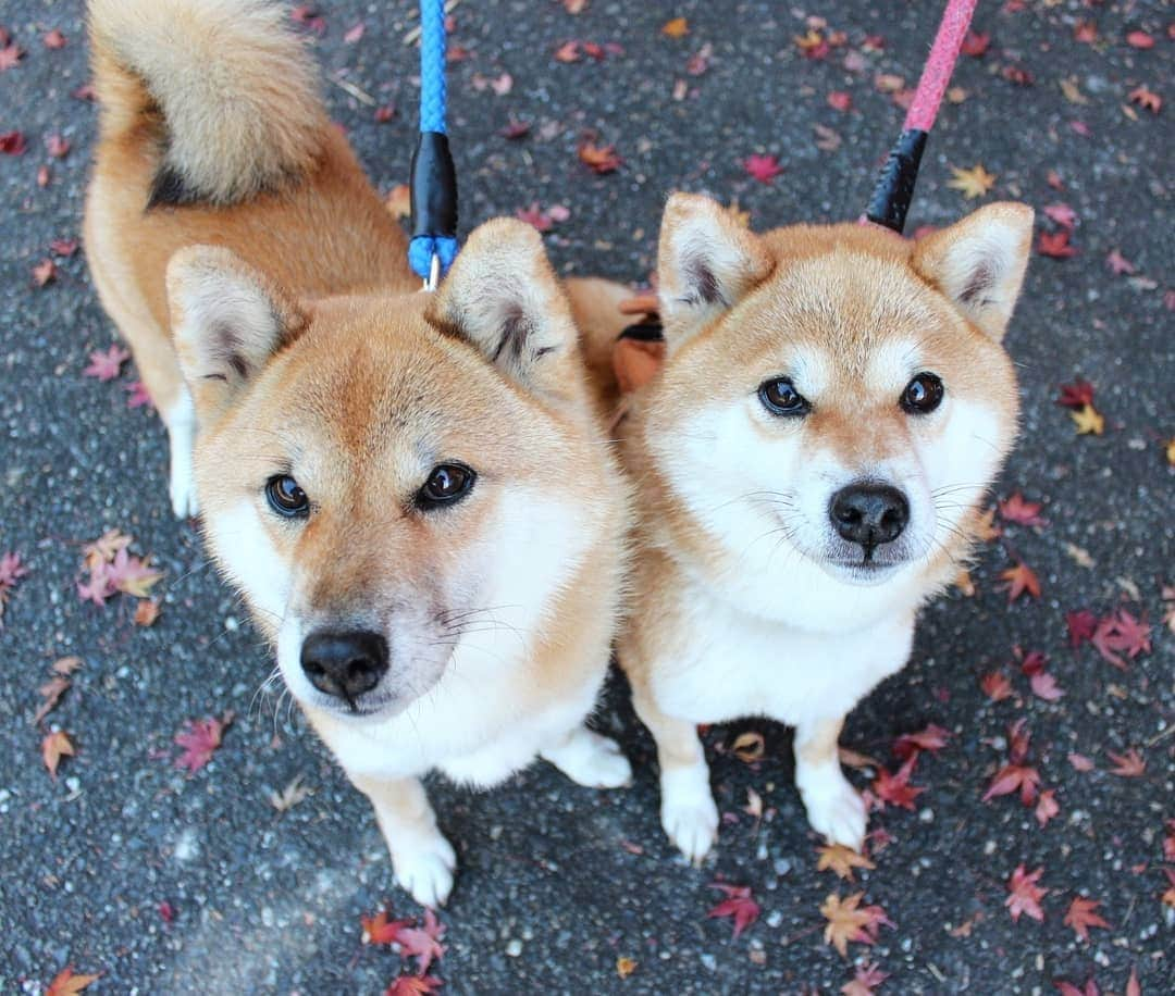 柴犬たま Shibainu Tamaのインスタグラム