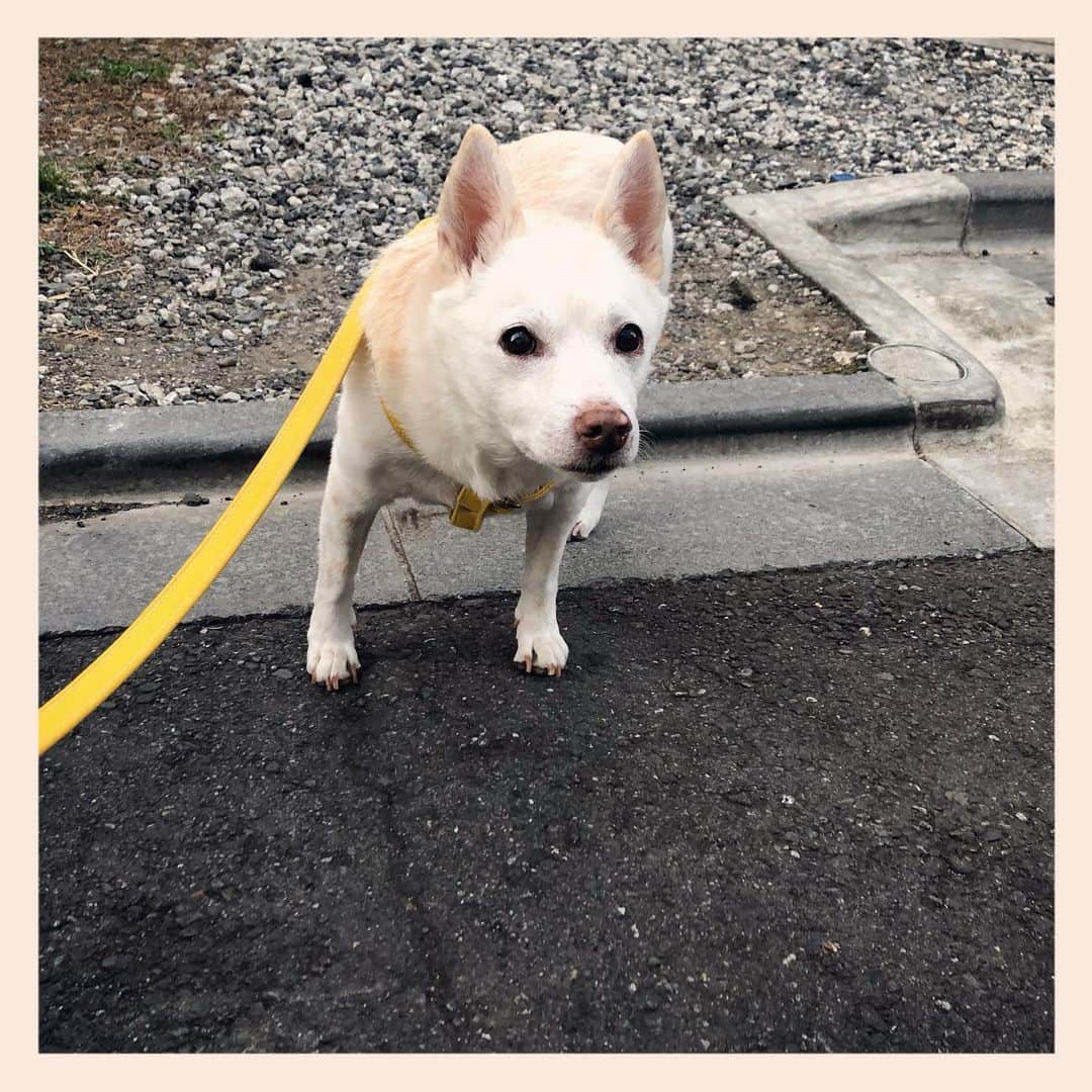 パンといっぴきのインスタグラム：「#元保護犬 #雑種犬 #crossbreed #mixdog #キップル14歳」