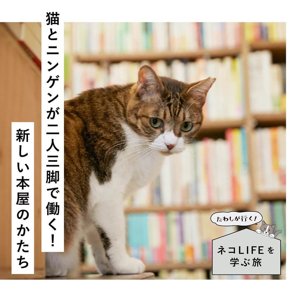 RE住むRENOVATIONのインスタグラム：「《たわしが行く！ネコLIFEを学ぶ旅》﻿ 並ぶのは猫の本だけ！３匹の猫店員に会える本屋﻿ ―猫と本屋は、どうやって助け合う？―﻿ ﻿ Doliveの看板猫たわしが、いろんな先輩にゃんこの暮らしを見学して、猫にとって居心地のいい家やライフスタイルを勉強していく連載企画。﻿ ﻿ 今回は「Cat’s Meow Books（キャッツミャウブックス）」という猫にまつわる本だけが並ぶ本屋さんで働く、３匹の猫店員さんを取材。そこでは、猫とニンゲンがお互いに助け合いながら働いています。その仕組みとは？﻿ ﻿ ① 猫にまつわる本だけで4000冊！﻿ 「猫の飼い方や病気の本をそろえて、お客さんに情報をすぐ提供できることも大事」という考えの元、猫が登場するフィクションから、専門書まで幅広い猫本を取り揃えている。﻿ ﻿ ② 受け皿の少ない猫を迎える﻿ 店主の安村さんは、保護猫を迎えるにあたり、引き取り手の少ない猫を探したそう。そして「りんご猫」と呼ばれる、猫エイズにかかった猫を迎えることに。猫エイズは人にうつらないが、まだ認知度が低いのが現状のよう。﻿ ﻿ ③ ファンを増やし売り上げに貢献﻿ ３匹の猫店員は、お客さんを出迎え、体を撫でさせたりお腹を出して甘えるなど、サービス満点！本棚で寝ているだけでも、その愛らしさが人々を和ませ、他の本屋にはない魅力に。﻿ ﻿ ④ お客も保護猫団体を支援﻿ お店の売り上げの10%を、複数の保護猫団体に寄付。そのため、お客は本やドリンクを購入するだけで、自動的に保護猫団体を支援できる。﻿ ﻿ Cat’s Meow Booksは、猫エイズキャリアの猫達に本屋という居場所を提供し、猫店員は、接客して本を売り、ゴハン代を稼ぐ。持ちつ持たれつの関係で助け合う、新しいかたちの本屋でした。﻿ ﻿ 後編では、猫とお客さんが、互いに心地よく過ごすためにつくられた空間についてご紹介します。﻿ ﻿ ......................... ﻿ ﻿ WEBサイトでも記事公開中！﻿ （トップのURLよりご覧ください ）﻿ @dolive.media ﻿ ﻿ #dolivemedia﻿ #dolive﻿ #暮らしをカジュアルに楽しむメディア﻿ ﻿ #キャッツミャウブックス #Catsmeowbooks #loveandco #ラブコ #猫店員 #本屋 #書店 #ライフスタイル #猫 #cat #猫のいる生活 #猫のいる暮らし #猫好き #看板猫 #看板猫のいる店 #看板猫がいる店 #看板猫のいるお店 #ねこすたぐらむ #ねこのいる生活 #猫好きさんと繋がりたい #猫との暮らし」