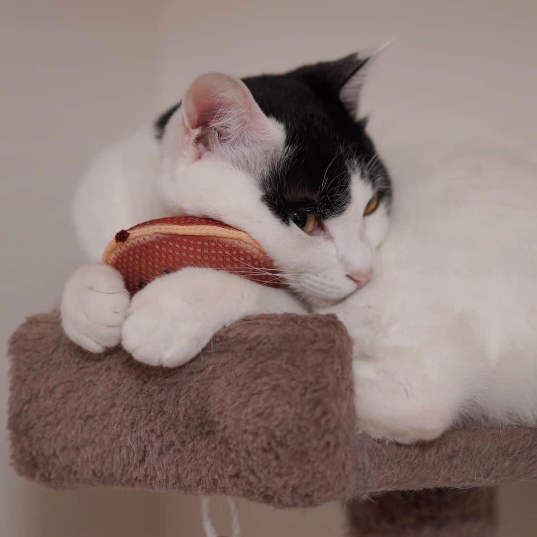 KAZUYAのインスタグラム：「今日のにゃんこ72。 どら焼き枕。 #猫 #猫のいる暮らし #cat」