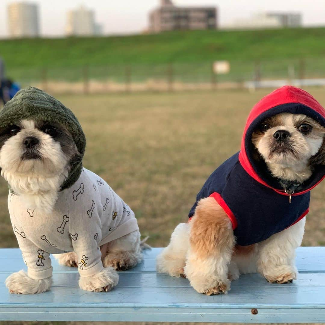 いくらさんのインスタグラム写真 - (いくらInstagram)「暖かくて過ごしやすいので我が家のモフモフをスリングに押し込んで荒川ドッグランへ🚴‍♂️💨 ・ マイブラザー”幹ちゃん“ 金髪美女”ルルちゃん” イカしたヘアスタイルの”まるちゃん” ・ 遊んでくれてありがとう🐶💕 ・ 他にも遊んでくれた🐶様ありがとうございます😊 ・ また近々行くよー😍👍 ・ しっかし、幹ちゃんはお友達と遊ぶの上手いなぁ😍👍 ・ いくらも見習わなきゃね🐶💕 ・ ・ #シーズーズ #荒川 #お散歩 #シーズー #シーズー好き #シーズー大a好きクラブ #シーズー犬好き部 #シーズー大好き部 #シーズー犬 #シーズー大好き #シーズーlove #シーズー部 #ロングまつ毛ワンコの会 #いぬのきもち #鼻ぺちゃ犬 #短足犬 #いぬすたぐらむ #shitzu #shitzumania #shihtzuclub #shihtzuloves #shihtzulovers #shihtzusgram_feature #shihtzugram」11月19日 19時56分 - i_am_ikura