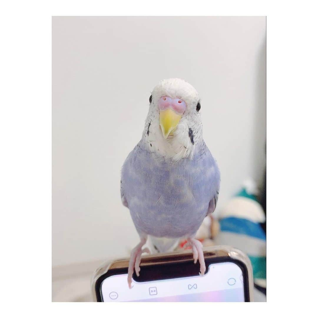 江嶋綾恵梨さんのインスタグラム写真 - (江嶋綾恵梨Instagram)「最近、携帯の上が好きみたい🦜 #セキセイインコ #インコのいる生活 #インコスタグラム」11月19日 19時59分 - aeringoooo