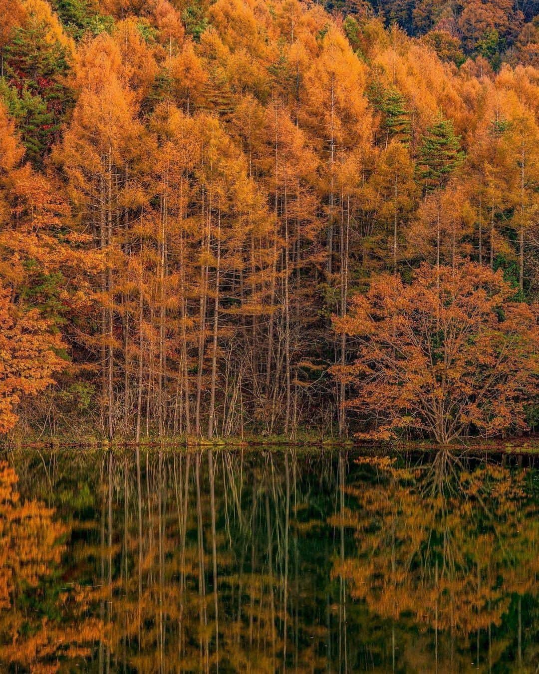 旅行メディア・じゃらん〈公式〉さんのインスタグラム写真 - (旅行メディア・じゃらん〈公式〉Instagram)「#御射鹿池 長野県茅野市に位置する御射鹿池(みしゃかいけ)は、 日本画の巨匠・東山魁夷が描いた絵画のモチーフとしても知られています。 秋には湖面に映り込む色彩豊かな紅葉を見ることができます。 . . ━━━━━━━━━━━━━━━ 📍 長野県「御射鹿池」 📷 photo by @washima12 ━━━━━━━━━━━━━━━ 📎 【 #じゃらんおすすめ_甲信越 】 おでかけの参考に、ピックアップしたお写真をエリア別でまとめました！ ━━━━━━━━━━━━━━━ . . #jalan_travel　をつけていただいた中からpick upしました🔍 素敵なお写真をありがとうございました😍 . . ☑ 新型コロナウイルス感染症拡大防止の観点から、各自治体により自粛要請等が行われている可能性があります。お出かけの際は、お住まいやお出かけされる都道府県の要請をご確認の上、感染拡大の防止に充分ご配慮いただくようお願いいたします。また、日々状況が変化しておりますので、事前に各施設の最新情報をご確認下さい。 ☑ #jalan_travel をつけて、ぜひ今までの旅行先の思い出写真を投稿してください。このアカウントでご紹介させていただきます。(じゃらんニュースでも紹介される可能性があります） . . . . . . #長野 #リフレクション #甲信越 #紅葉 #じゃらん #観光 #観光地 #観光スポット #旅行 #旅行好きな人と繋がりたい #旅行好き #写真好きな人と繋がりたい #ファインダー越しの私の世界 #Japan #travel #travellers #trip #jalan #japantravelphoto #japantrip #japantravel #jalan_orange」11月19日 20時00分 - jalan_net
