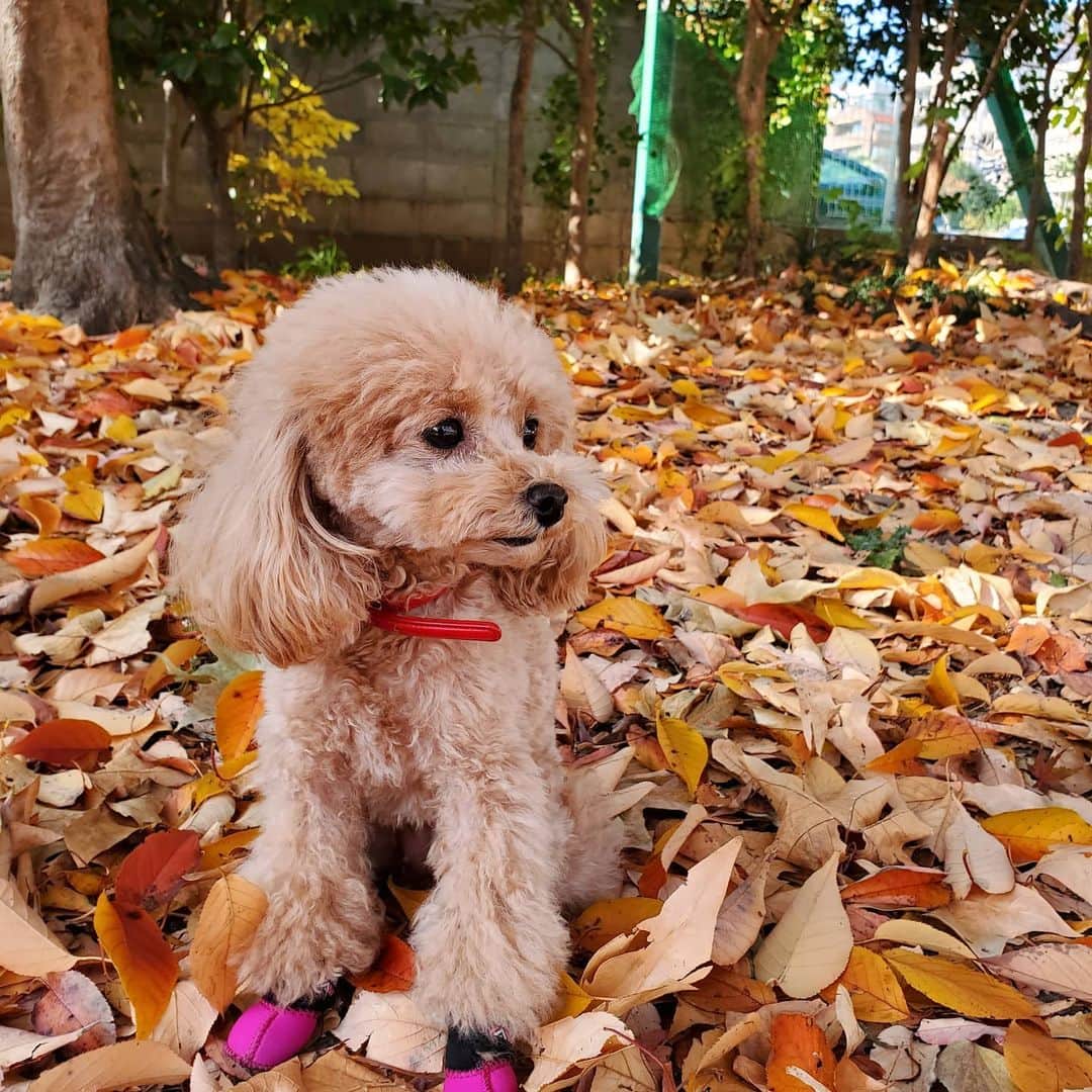 聖澤諒のインスタグラム：「秋っぽいラスクも撮れたので載せますね😄 #といぷーどる #といぷーどる #トイプードル#といぷー #トイプードルアプリコット #愛犬#ラスク#dogstagram #dog」