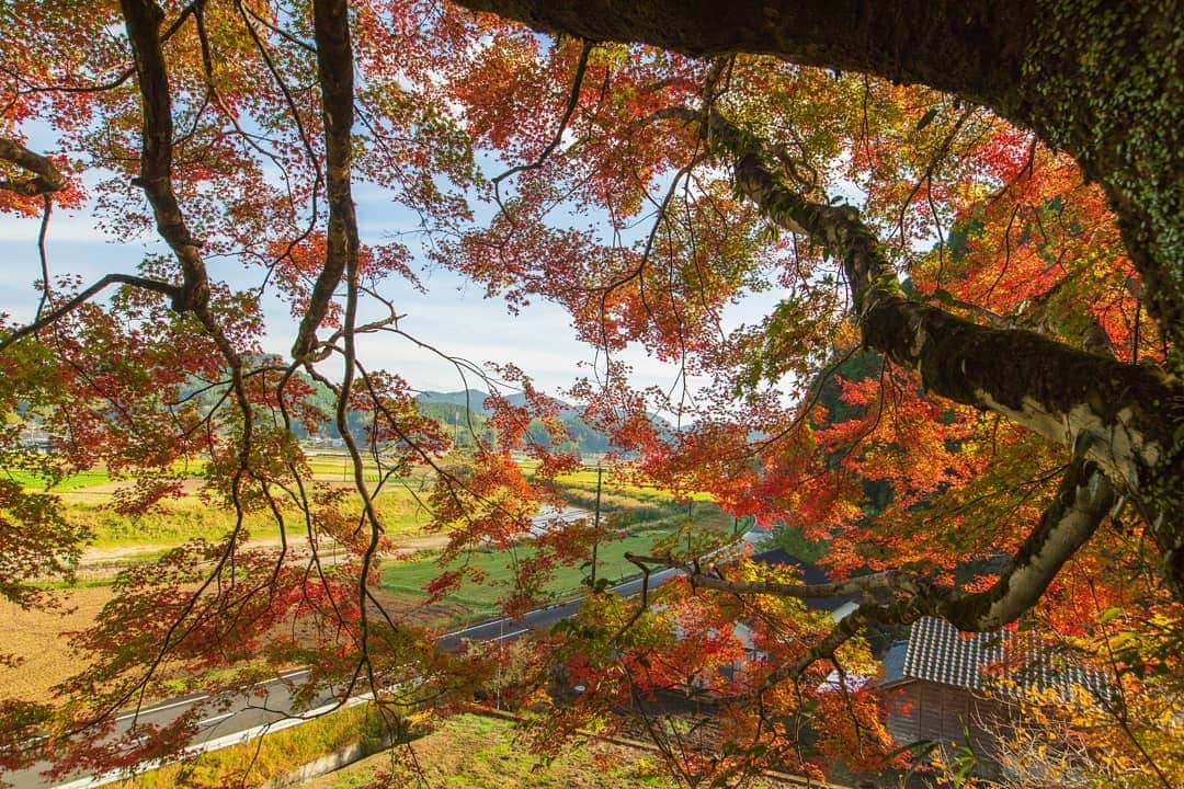鹿児島よかもん再発見さんのインスタグラム写真 - (鹿児島よかもん再発見Instagram)「姶良市蒲生町にある阿良波須神社へ(^-^)/ R2/11/18  知名度はあまりないものの、立派なもみじの木のある神社  紅葉の有名どころが人混みで溢れている時に、誰もいないこの神社でもみじの葉を見上げる時間が贅沢でたまりません  #鹿児島 #鹿児島観光 #姶良市 #姶良市観光 #蒲生町 #阿良波須神社 #鹿児島の風景 #鹿児島の紅葉  #鹿児島の自然 #kagoshima #kagoshimaphotograph  #japan」11月19日 20時05分 - kagoshimayokamon