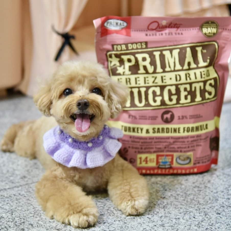 Truffle??松露?トリュフのインスタグラム：「📆(19/11/20)  Happy 🌱😁🌱the weather’s getting cooler towards the end of the year ❄️remember to eat more good foodie like #primalpetfoods to keep yourselves warm and energetic 😋😘 #b2kpet #trufflenb2k」