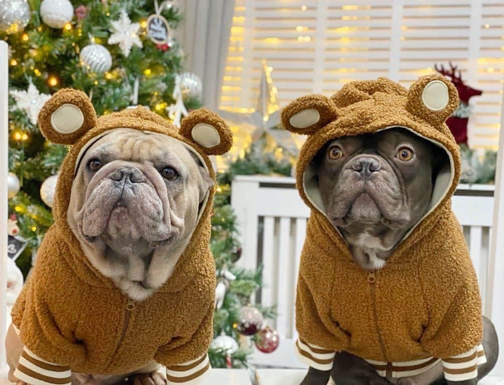 Regeneratti&Oliveira Kennelのインスタグラム：「We’ve got a question! If you got the Teddy Hoodie is it going under the tree or straight on to strut your stuff?!🧸🎄😆 @stitchandalbie . . SHOP the Holiday Collection only at www.frenchie.com. 🎁 Get 10% off  with code  jmarcoz10 🐾 . . #frenchiepetsupply #frenchiesofinsta #pugsofinsta #frenchbulldog #frenchiesofinstagram #pug #frenchies #reversibleharness #frenchiehoodie #thedodo #frenchieharness #dogclothes #dogharness #frenchiegram #dogsbeingbasic #frenchieoftheday #instafrenchie #bulldogs #dogstagram #frenchievideo #cutepetclub #bestwoof #frenchies1 #ruffpost #bostonterrier #bostonsofig #animalonearth #animallover #dogs」