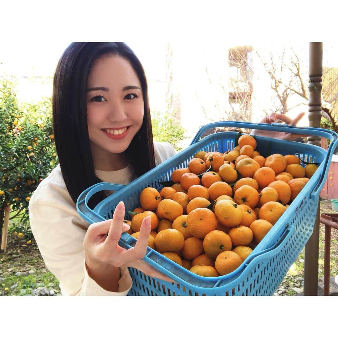 加藤梨里香のインスタグラム：「小みかん収穫🍊 . 稽古オフだった本日は小みかんの収穫をしました☺︎ 今年は小みかん豊作すぎて 収穫してもしても終わりが見えなった〜!! この写真でもまだ収穫した一部です!! 収穫した小みかんは数日寝かします😴 たくさん食べよ〜🍊 . #小みかん #収穫 #豊作  #オフの過ごし方」