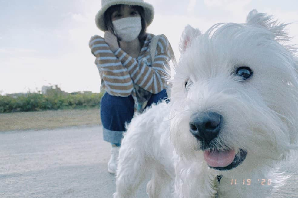 パ@小豆さんのインスタグラム写真 - (パ@小豆Instagram)「🍂🥐🌾👣﻿ ﻿ ﻿ ﻿ ﻿ ﻿ #かぶ #かぶすたぐらむ #ウェスティ #westie #westhighlandwhiteterrier #遠出して #お散歩 #沢山あそびました #お天気よくて #良かった」11月19日 20時56分 - pkpk_azs