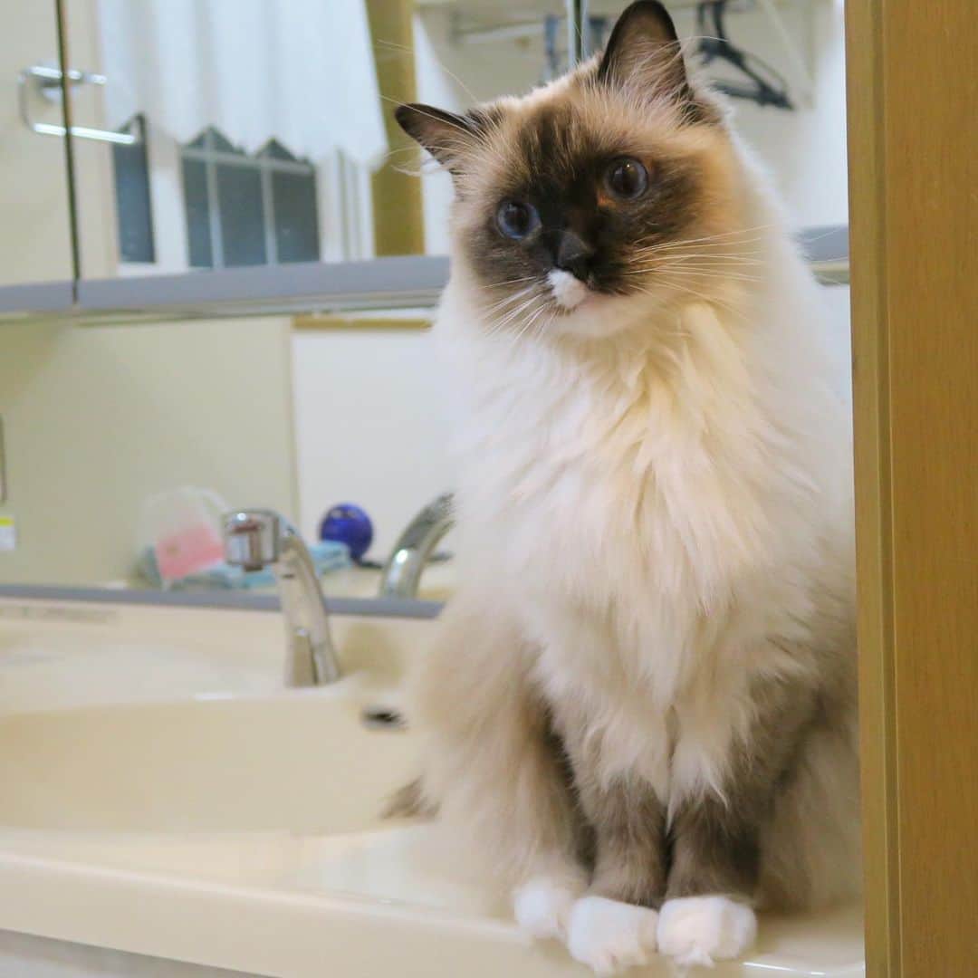 takegaeruのインスタグラム：「名誉回復のぶりっ子ランちゃんマン写真📷 #cat #猫 #ragdoll #ラグドール #ホワイトポッチーズ」
